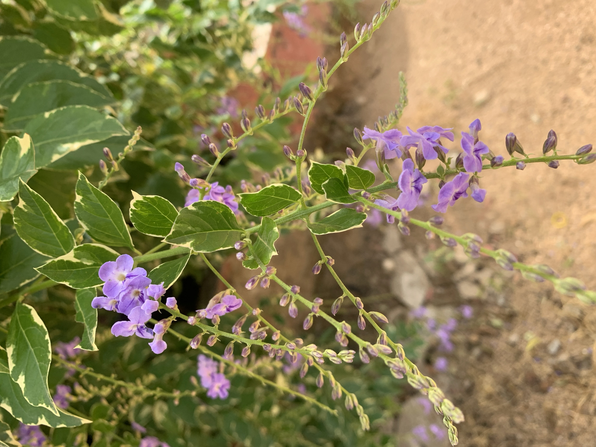 The image displays a close-up of a flowering plant situated in New Stadium, Nigeria. The central subject is a plant featuring green leaves with distinct, irregular creamy-yellow variegation along their margins. Clusters of small, tubular flowers, predominantly light purple with darker purple striations in their centers, are visible. These flowers are arranged along pendulous racemes, intermixed with numerous elongated, purple-hued buds indicating nascent blooms. The stems are slender and green. The background is rendered out of focus, revealing additional green foliage, a blurred reddish-brown structure (likely a wall or building), and a brownish-orange ground surface, consistent with an outdoor, possibly garden or cultivated, environment. No individuals or animals are present in the frame.