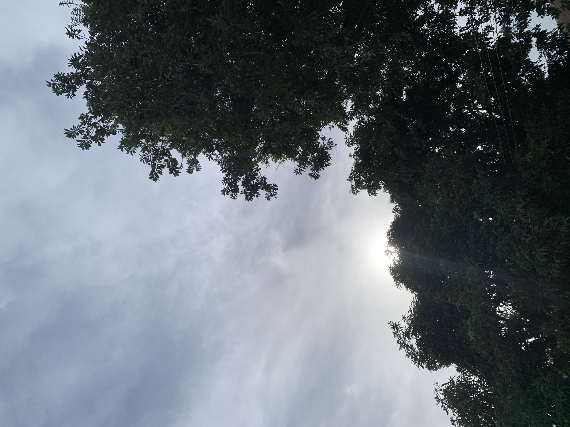 The image captures a low-angle view of trees against a cloudy sky. The sun is partially visible, peeking through the dense foliage of a large tree in the foreground, creating a sunburst effect with visible rays. The sky is overcast with streaks of lighter clouds. The trees are lush and green, with dark leaves that obscure much of the background. In the lower right corner, some thin, horizontal wires are visible, likely part of a power line. The scene appears to be outdoors, possibly in a residential or natural area within Kuru Karama, Nigeria, given the presence of mature trees and electrical infrastructure. No people are visible in the frame, and no specific actions or interactions are depicted. The overall impression is one of a diffused daylight scene dominated by the natural elements of trees and sky.