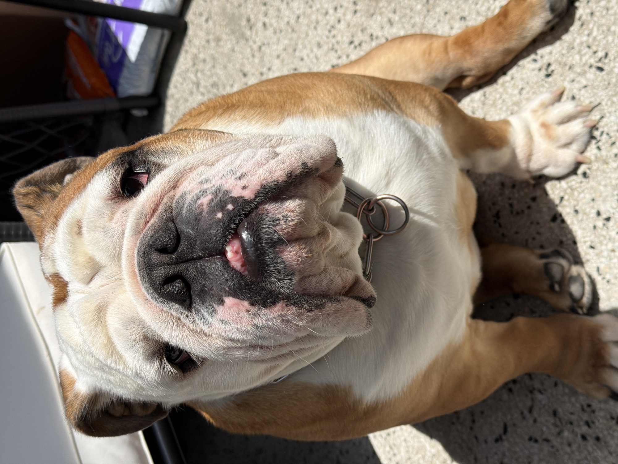 A close-up, slightly angled view shows an English Bulldog lying on a concrete surface, likely outdoors. The dog has a white and tan coat, with a wrinkled face characteristic of the breed. It wears a silver-colored metal collar with ring attachments. The dog's face is the focal point, with its eyes partially open, looking towards the camera. The background includes a glimpse of a black metal structure and a bag with purple and orange coloring. No evidence suggests the location is Sofia, Bulgaria.