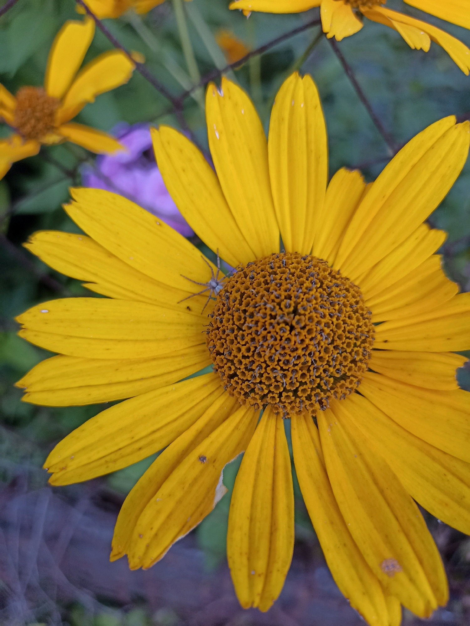 A close-up, high-angle shot captures a bright yellow daisy with a prominent brown center. A small, light-colored spider with eight legs is visible on one of the petals. The flower's petals are slightly translucent and have visible veins. The background is softly blurred, with hints of green foliage and a muted purple shape. The lighting is natural and even, highlighting the textures of the flower and the spider. The scene appears to be an outdoor setting, likely a garden.