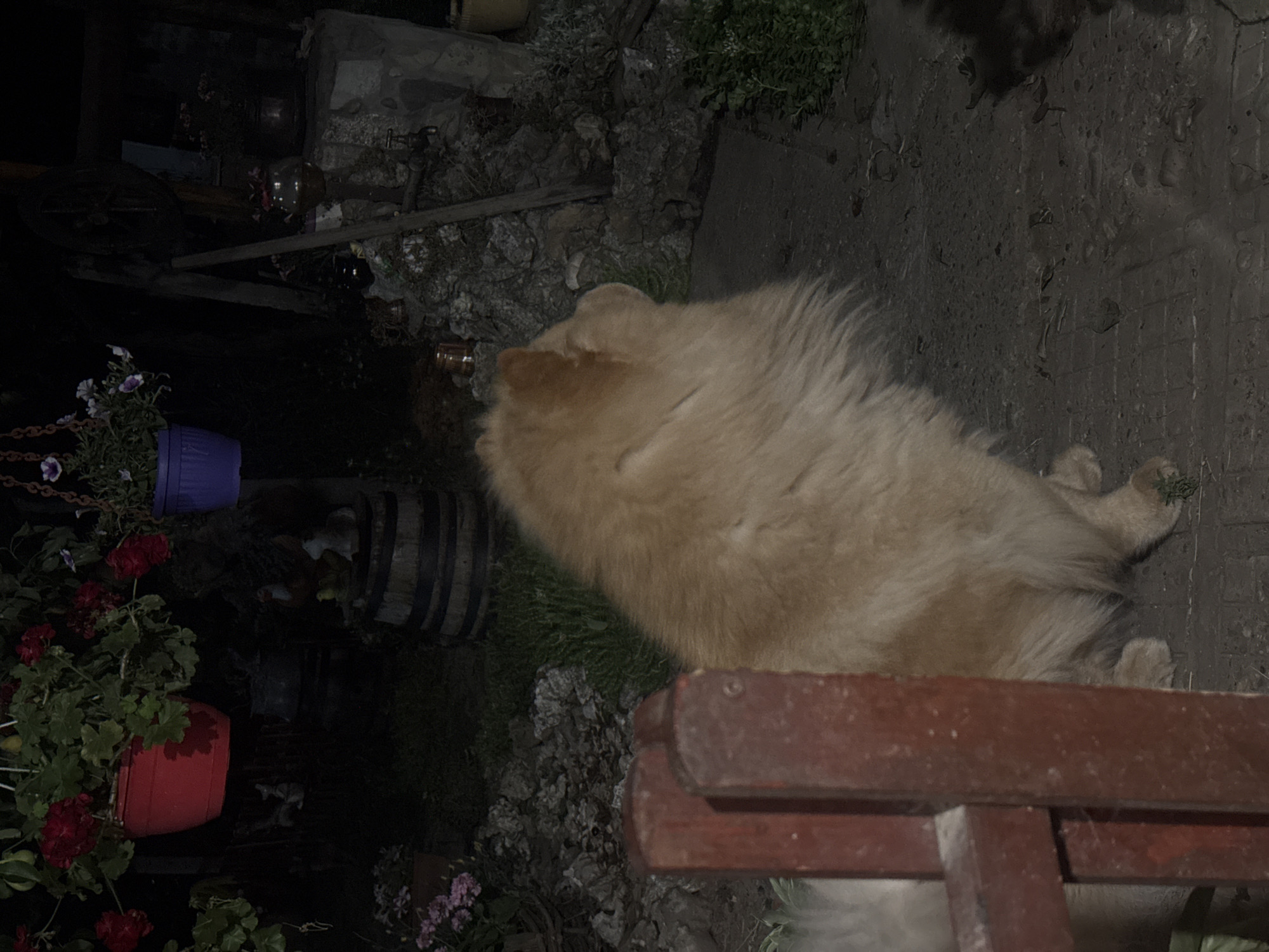 A light-colored Chow Chow dog with thick fur stands facing right in a dimly lit outdoor area. A dark wooden fence is in the foreground, partially obscuring the dog's left side and a hint of another white dog behind it. The dog's back and hindquarters are visible, along with its hind legs and paws. The ground appears to be a paved surface with some scattered debris. In the background, there are hanging flower pots with red and purple flowers, a wooden barrel, and rocky landscaping with green foliage. The overall lighting suggests it is nighttime.
