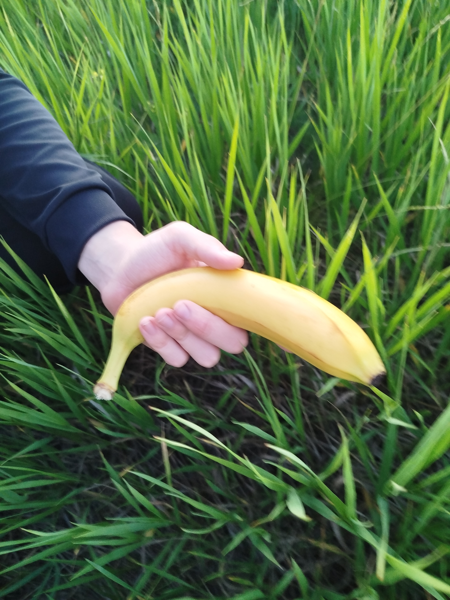 A hand in a black sleeve holds a single yellow banana against a backdrop of lush green grass. The banana is positioned horizontally, with its stem to the left and its tip to the right. The hand is partially obscuring the banana, with the fingers wrapped around its curve. The grass is densely packed and appears to be growing outdoors. The image does not provide any specific details to indicate a location in the city of Ustyvytsia, Ukraine.