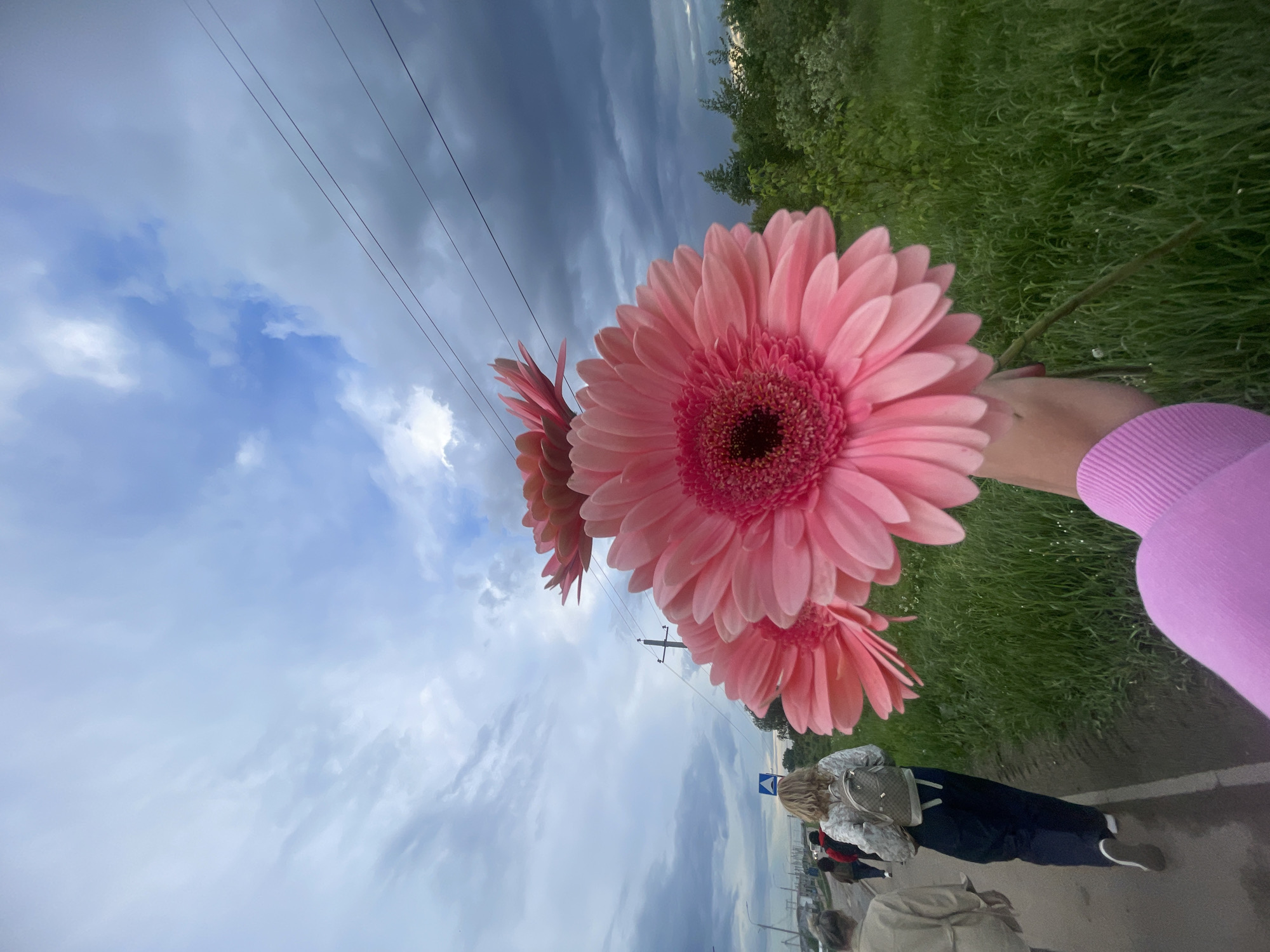 The image, taken in what appears to be Molokovo, Russia, showcases three pink gerbera daisies held in someone's hand, with a view encompassing both natural and urban elements. The background features a sky with a mix of light blue and dark, heavy clouds, suggestive of either an approaching storm or clearing weather. Electrical power lines are visible against the sky. A grassy, green area is positioned on the right side of the frame.
In the lower part of the image, a partially visible group of people walks along a paved path or road. One individual, wearing a patterned jacket and carrying a backpack, is clearly discernible. A road sign is also visible next to the group. The overall setting suggests an outdoor location, possibly on the outskirts of Molokovo. The focus is sharply on the daisies, with the foreground and background gradually blurring.