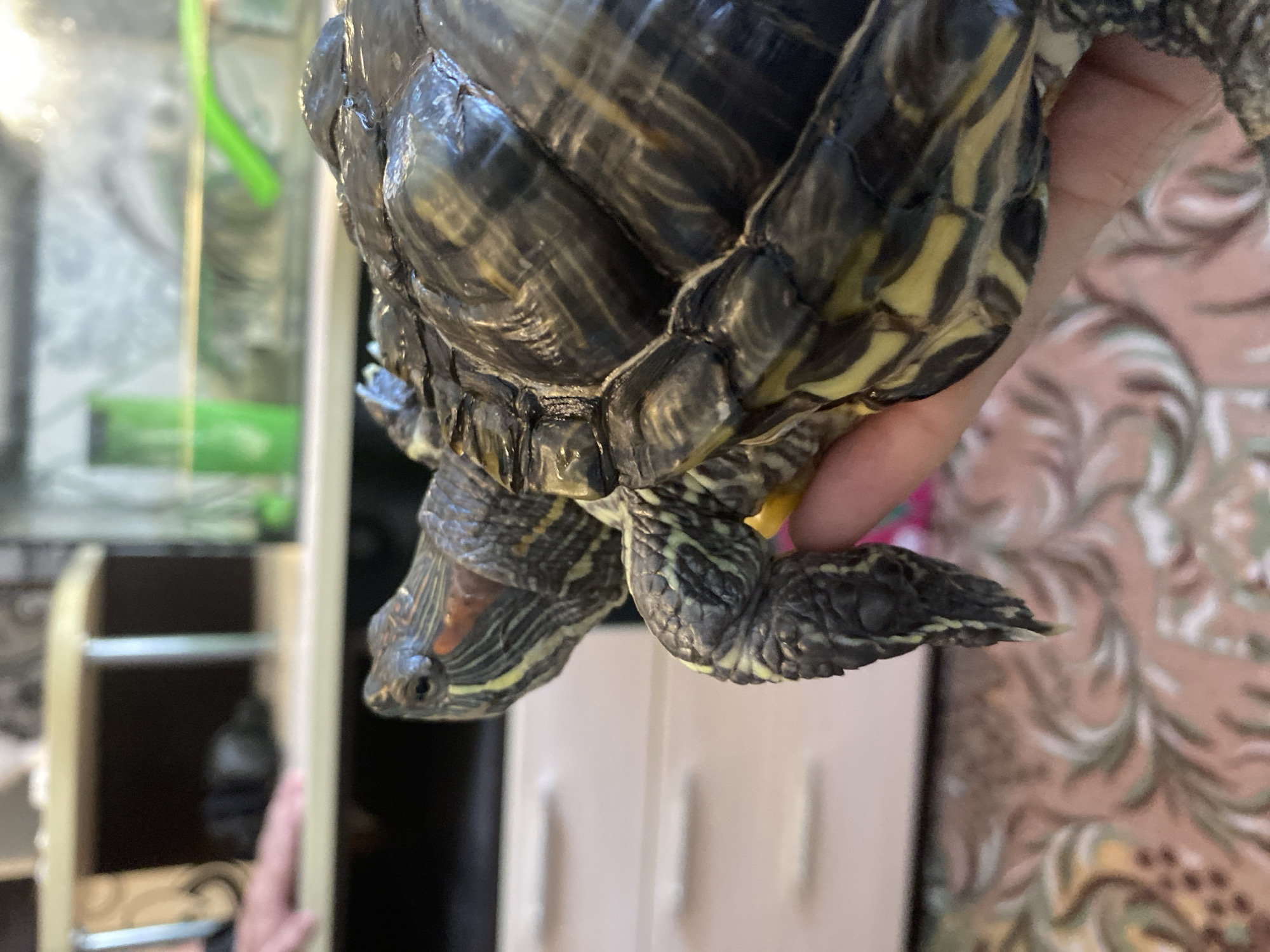 The image is a close-up, shallow depth-of-field, eye-level shot of a red-eared slider turtle being held in a person's hand. The turtle's head and front leg are visible, along with a portion of its shell. The turtle's skin is dark with yellow stripes, and its shell is dark with intricate patterns. The background is blurred, showing a shelf unit with some objects on it, and a glass aquarium containing green water. The image was taken indoors, likely in a residential setting in Noviy, Russia. The overall lighting suggests an indoor environment with artificial light sources.