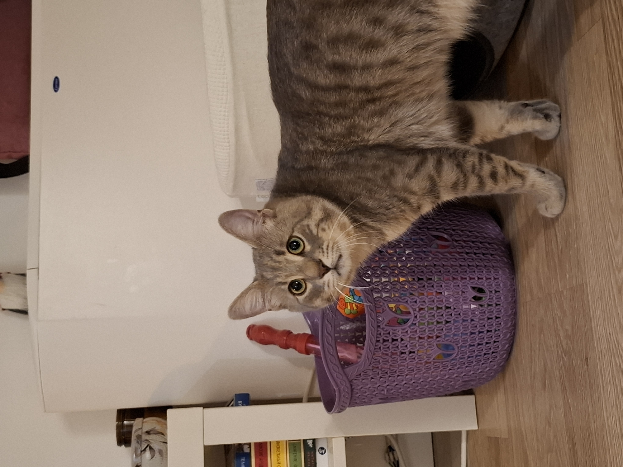 A tabby cat with green eyes is standing next to a purple basket filled with toys and a red bubble wand. The cat is looking towards the camera with a slightly startled expression. In the background, there is a white cabinet with some items on top, a shelf with books, and a woven mattress or bed. The floor is made of wooden planks. The scene appears to be indoors in a domestic setting, likely a living room or playroom. The image does not provide any specific geographical information about Zemun Urban Municipality, Serbia.