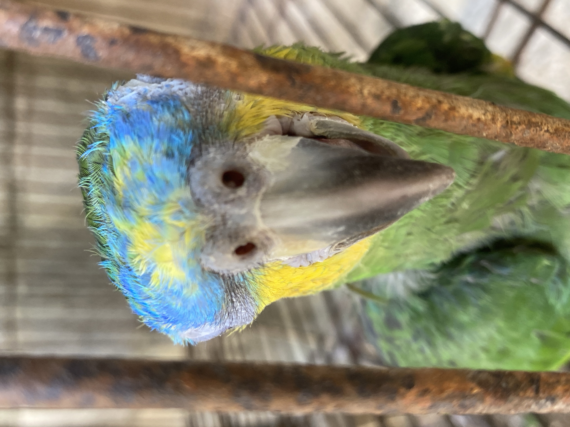 A parrot is seen close up in a cage. The parrot has blue, yellow, and green feathers. The cage is made of rusty metal bars. The location is Tinaquillo, Venezuela.