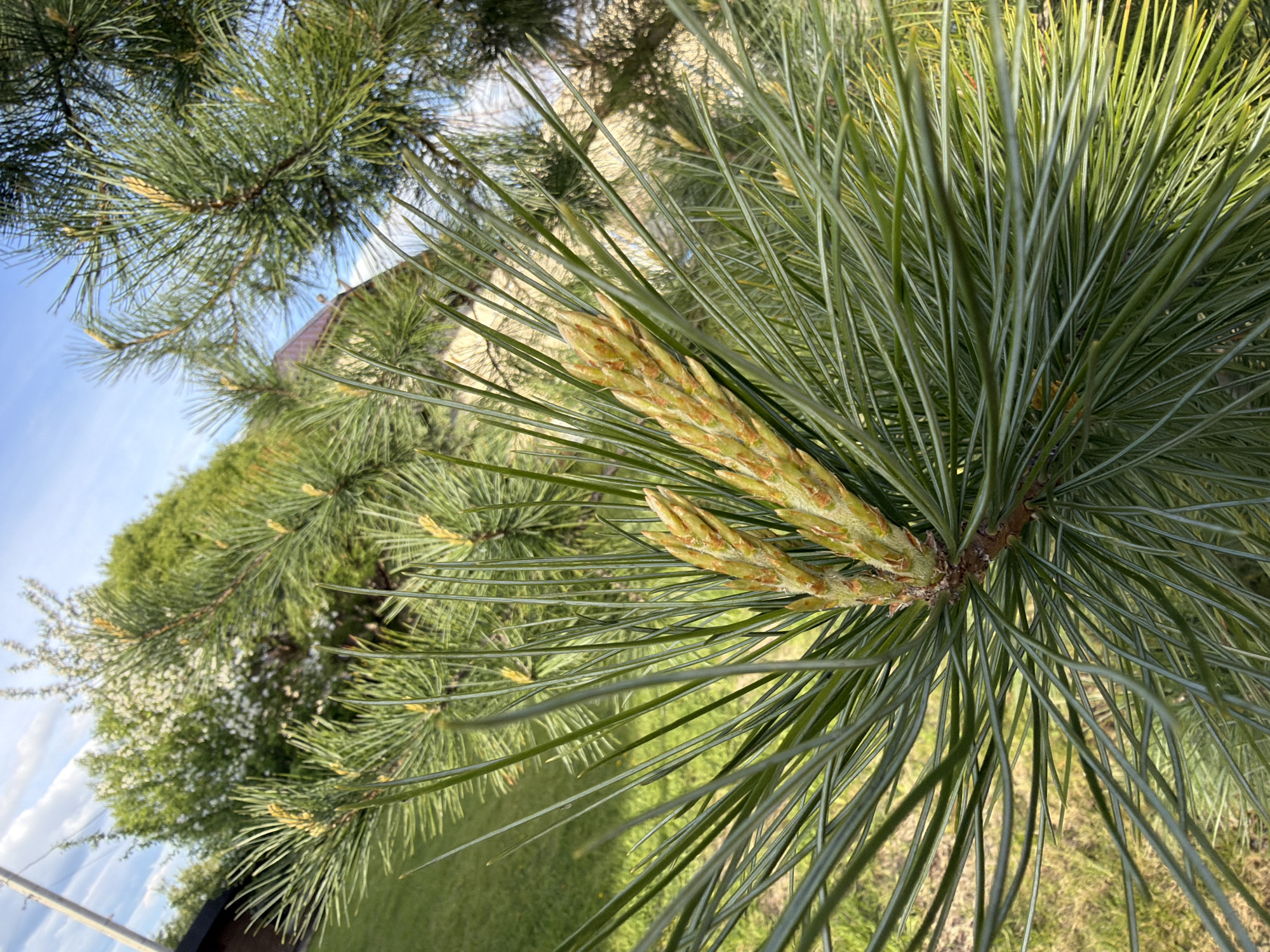 The image provides a detailed, upward-angled view of a pine tree branch, showcasing its vibrant green needles and new growth. The foreground is dominated by a cluster of long, slender, dark green pine needles, from which two prominent, light green to yellowish-brown, elongated buds or developing cones emerge near the branch tip. These new growths appear segmented.
In the background, other parts of the pine tree's canopy are visible, with further clusters of needles and smaller new growths. Beyond the immediate foliage, a bright, clear blue sky with a few wispy white clouds is visible in the upper left section, indicating a sunny daytime scene. Partially obscured by the pine branches, a section of a building's roof, possibly a house, with brownish-red tiles, can be glimpsed. Further to the left and lower down, other green trees or bushes, some with small white blossoms, and green grass are visible, suggesting an outdoor setting like a garden or park. No people or text are visible in the image. The scene is set in Dzerzhinsk, Russia, likely during spring or early summer given the fresh new growth on the pine tree.