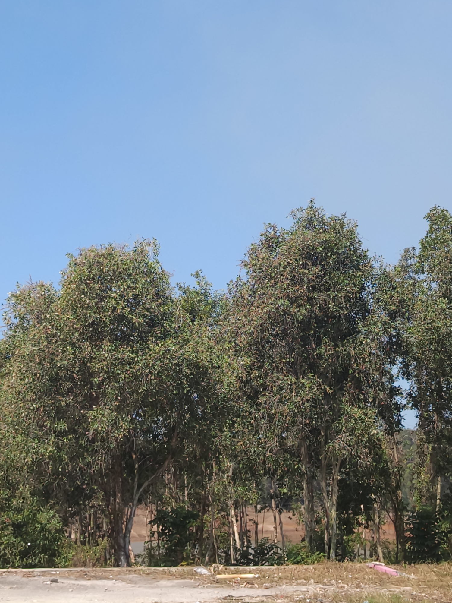 The image depicts a row of lush green trees against a clear blue sky. The trees are dense and full, with many branches and leaves. The foreground shows a patch of dry, brown grass and some scattered debris, including a pink object that appears to be plastic. Behind the trees, a reddish-brown embankment is visible, suggesting a slightly uneven terrain. The overall impression is that of a natural, undeveloped area, possibly on the outskirts of a city. Without further information or context, it is impossible to definitively identify the specific location within Pangkalpinang, Indonesia. However, the scene is consistent with the general landscape found in many tropical regions. There are no people or animals visible in the image, nor are there any specific man-made structures apart from the debris in the foreground, which could be from a roadside or construction area. The lighting suggests it is daytime, likely mid-morning or early afternoon, given the brightness and the clear sky.