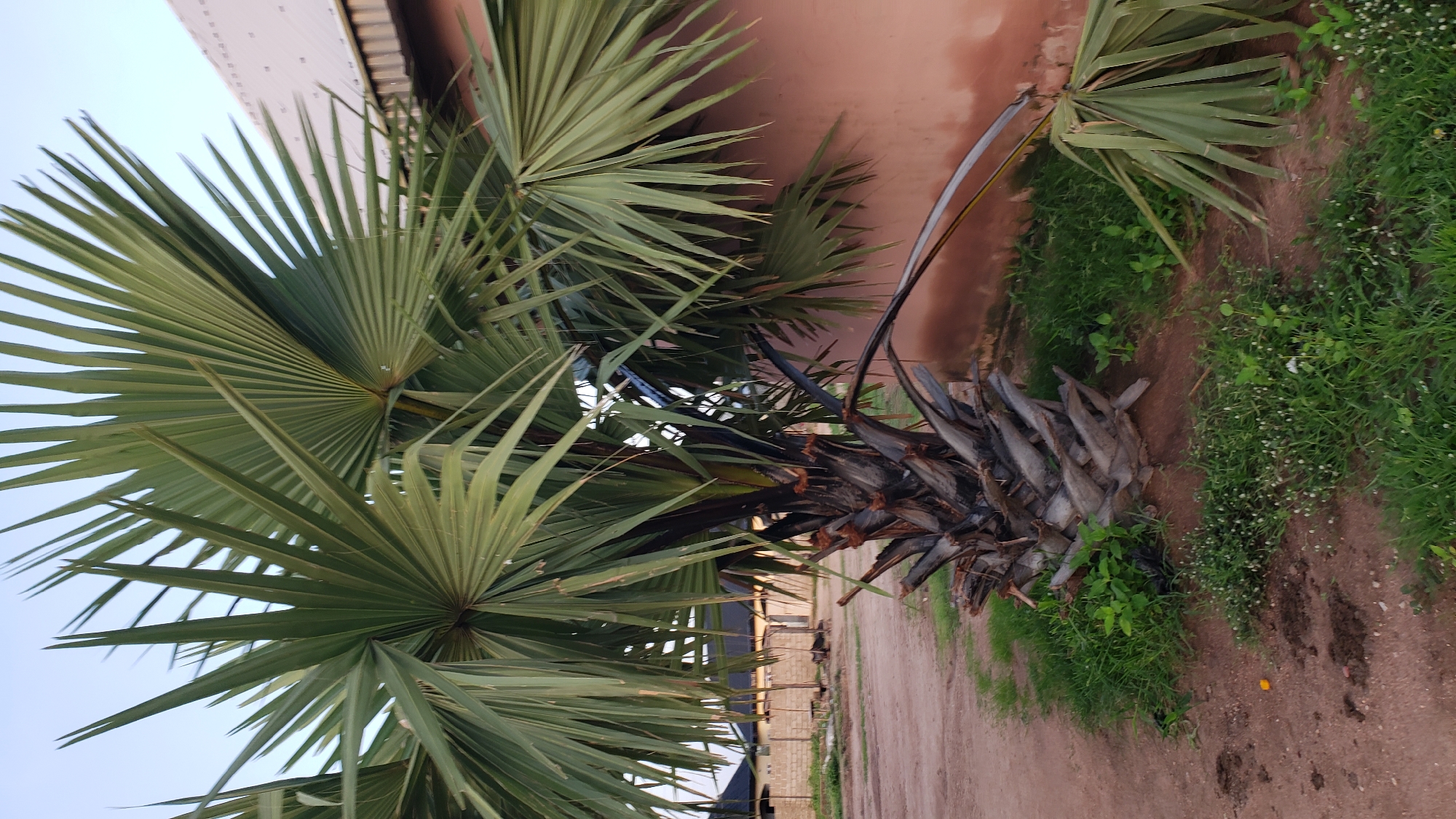 A palm tree with fan-shaped leaves stands in the foreground of the image, casting a shadow on the sandy ground. The tree has a thick, rough trunk and is surrounded by green grass. In the background, there are several buildings with tiled roofs and walls painted in various shades of red and brown. The sky is clear and blue. The scene appears to be an outdoor environment, possibly in a residential area, in Jauro Yinu, Nigeria. There are no people visible in the image.