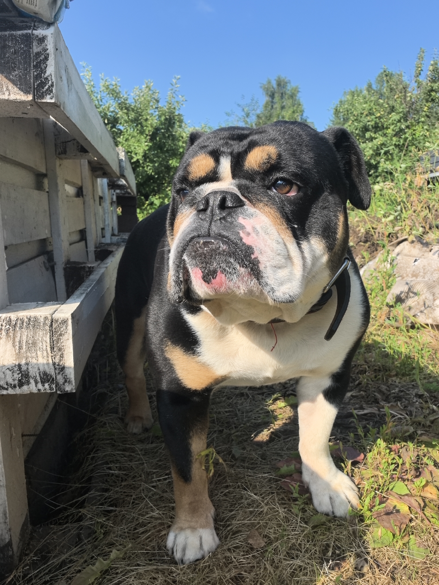 A medium shot captures a tri-color bulldog standing outdoors on a sunny day. The dog is positioned in the center of the frame, facing slightly to the left, with its head tilted. It has black, white, and tan markings, with characteristic wrinkles on its face. The dog is wearing a black collar.
To the left of the dog, a portion of a weathered wooden structure, possibly a bench or a fence, is visible. The structure appears to be made of rough, unfinished planks. The ground beneath the dog and around the structure is covered in dry grass and some fallen leaves.
In the background, lush green trees and foliage are visible, suggesting a natural or semi-rural setting. The sky above is a clear, vibrant blue. The overall impression is of a bright, outdoor environment. The image does not provide specific information about its location within Noviy, Russia.