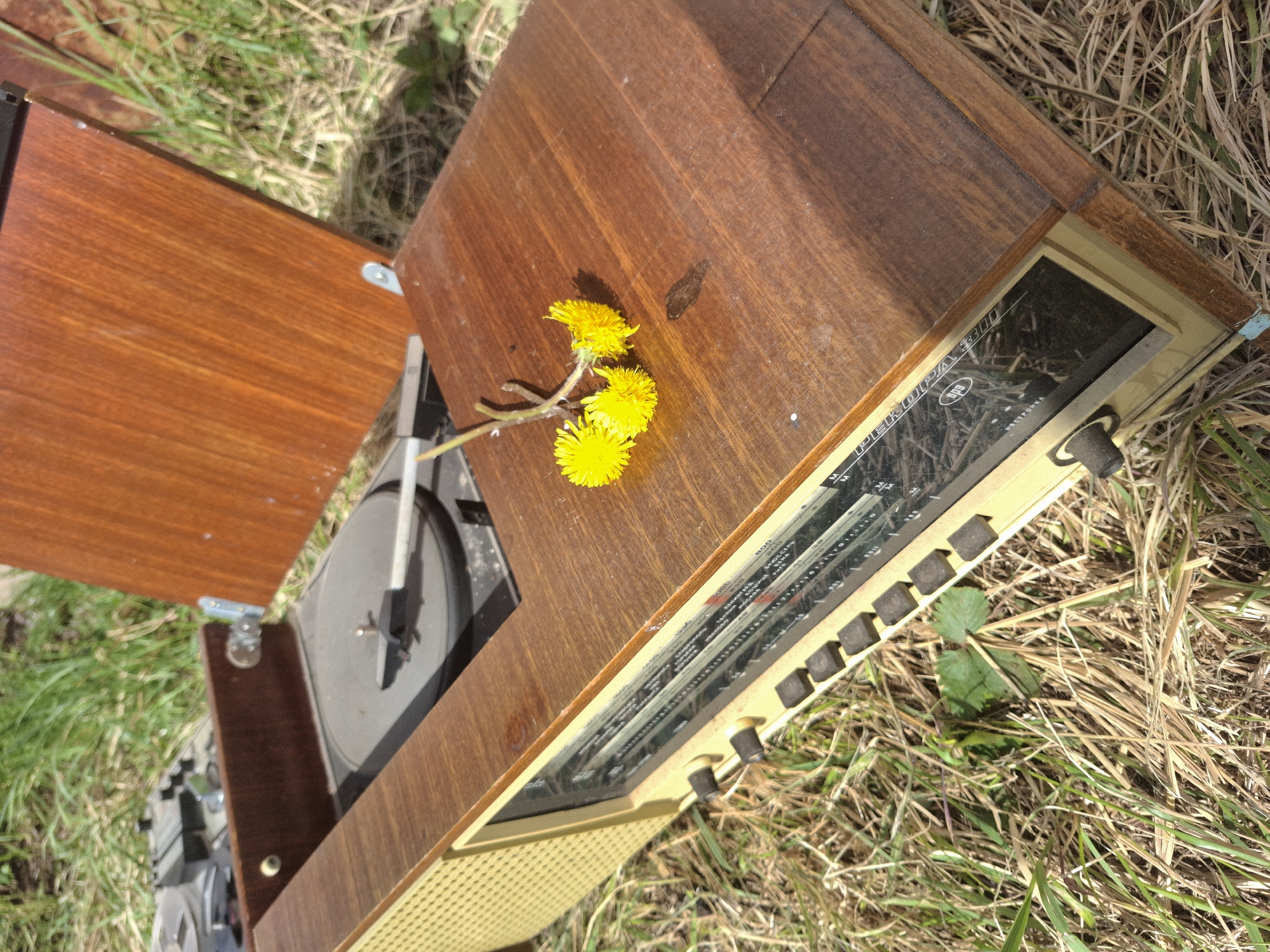 The image depicts a vintage wooden turntable and radio combo unit, likely of Soviet manufacture, resting on a bed of mixed green and brown grass. Three yellow dandelions lie on the top surface of the unit. The turntable's lid is open, revealing the platter. The radio portion of the unit features a tuning dial with Cyrillic lettering. The image was taken outdoors in Chaikovsky, Russia. There are no people visible.