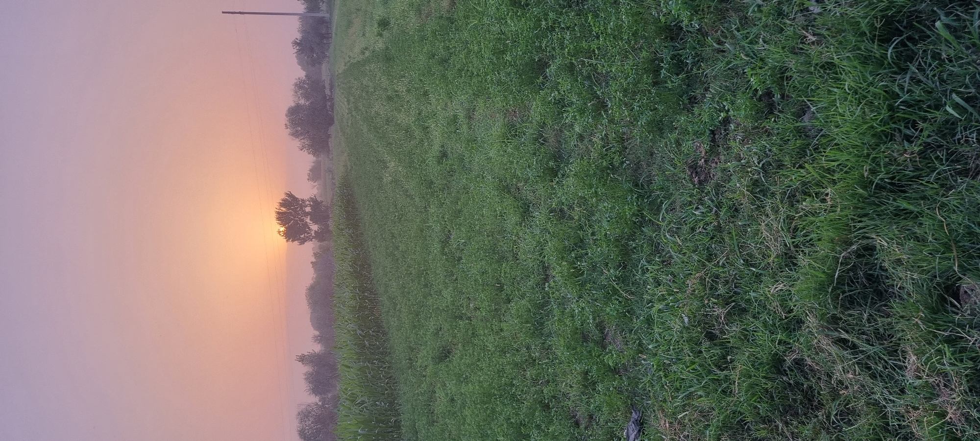 This image depicts a rural landscape at sunrise, likely on the outskirts of the city of Ҷомӣ, Tajikistan. The sky is a soft gradient of pink and orange, indicating the early morning sun is low on the horizon, partially obscured by a silhouetted tree. In the middle ground, rows of green crops, possibly corn, stretch across the frame, bordered by a patch of shorter, denser grass in the foreground. A thin power line runs horizontally across the scene, supported by a solitary utility pole on the right side. The overall impression is one of tranquility and agricultural activity in a vast, open space. There are no people or animals visible in the image.