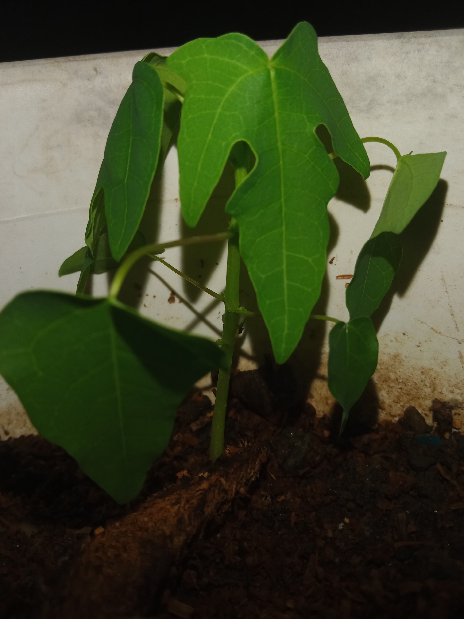 In Lemahkembar, Indonesia, a small papaya seedling is photographed in a pot. The seedling has several vibrant green leaves, some with characteristic palmate lobes. The soil appears moist and rich with organic material. The pot is a light-colored, possibly white, textured container. The background is dark, suggesting the image was taken in low light conditions or with a focused flash. No people are present.