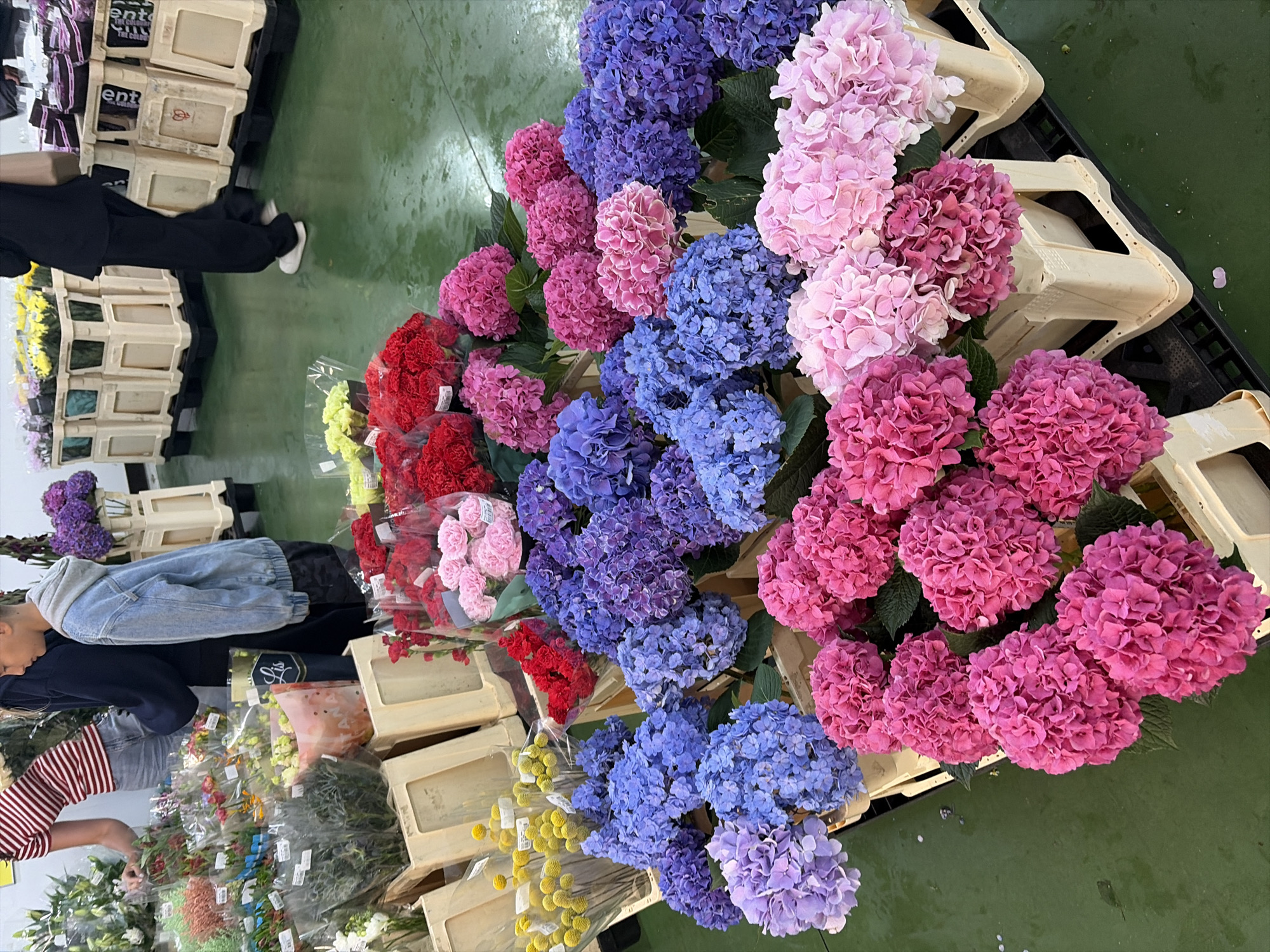 This image captures a vibrant display of hydrangeas in various shades of pink, purple, and blue, alongside other flowers like yellow craspedia and red carnations. The flowers are arranged in plastic crates and plastic packaging, suggesting a retail or wholesale flower market setting. A young person in a denim jacket and a woman in a striped shirt are partially visible in the background, interacting with the flowers, indicating they are likely customers or employees. The floor is a wet, green surface, common in environments where water is used for flower maintenance. The overall impression is a lively and colorful scene within a commercial space dedicated to floral sales. The presence of plastic crates with European-style labeling suggests a location within a developed commercial district. Given the visual cues and commonality of such markets, it is plausible this scene could be located within a flower wholesale market such as "Nekrasovsky" or another similar establishment in the city of Moscow, Russia.