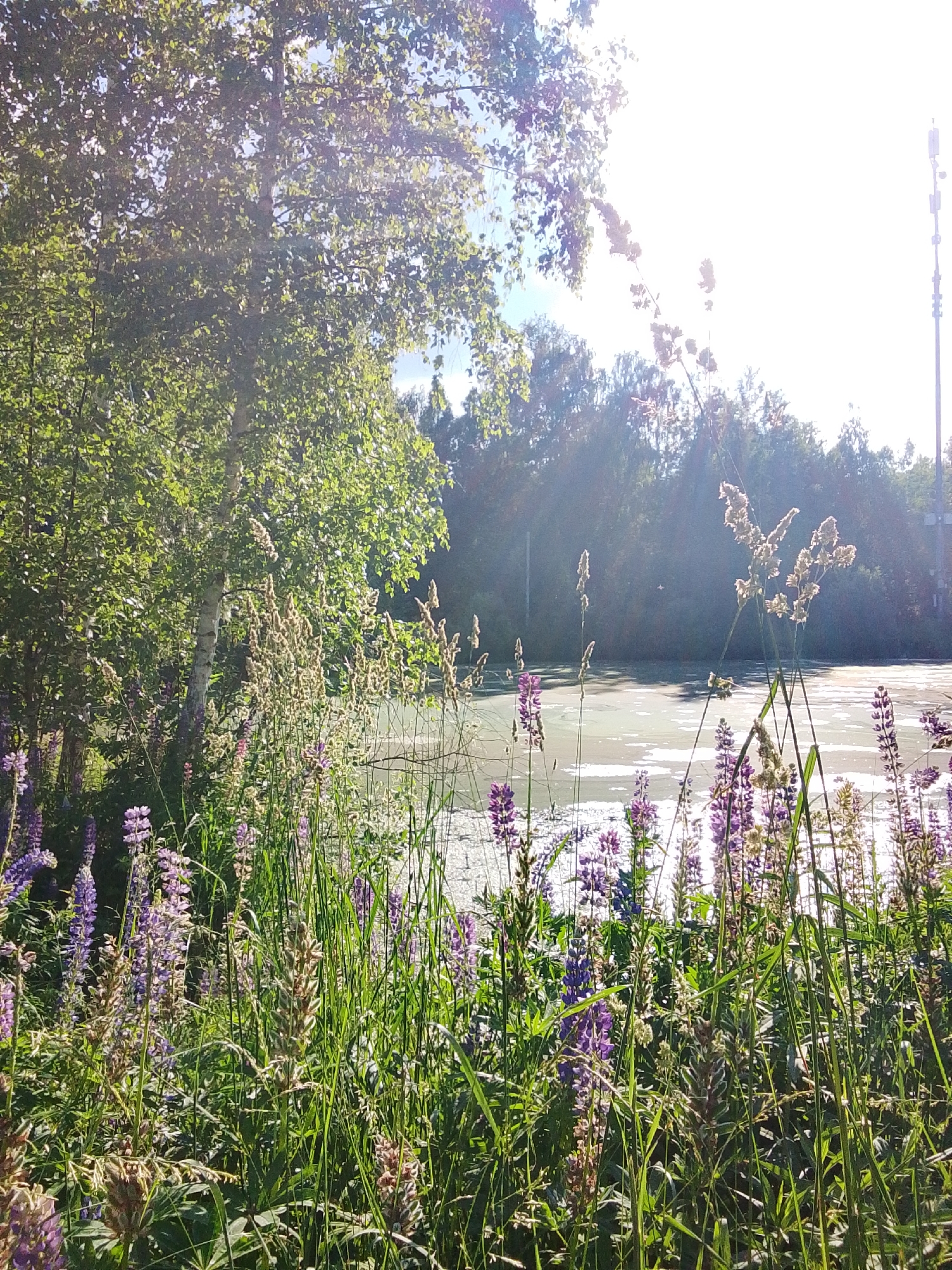 In Snopok Novyi, Russia, a sun-drenched scene unfolds by a pond or body of water. Tall, lush green trees, some appearing to be birch trees with their distinctive white bark, dominate the left side of the frame, their leaves dappled with sunlight. In the foreground, a dense thicket of wildflowers and grasses thrives. Purple lupines stand out amongst other flowering plants and tall, feathery seed stalks. The water's surface is partially covered with a light-colored film, possibly algae or aquatic vegetation, reflecting the bright sky. In the distance, a line of darker trees forms the far bank of the water. To the far right, a modern telecommunications tower with multiple antennas rises above the treeline, a stark contrast to the natural landscape. The overall impression is one of a vibrant, sunlit natural area with a man-made structure intruding on the horizon.