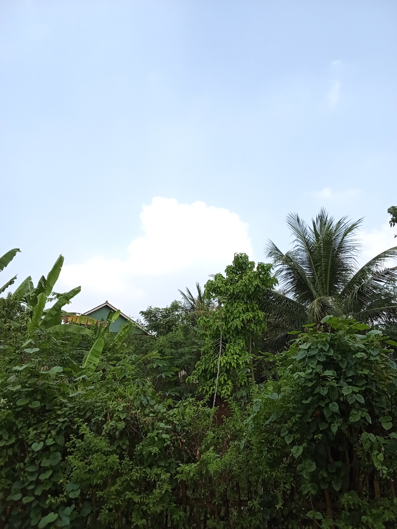 The image shows a lush, green canopy of tropical vegetation against a pale blue sky with a few scattered white clouds. In the background, a portion of a green-roofed building is visible, peeking through the dense foliage. Several banana leaves are prominent in the foreground, their large, elongated shapes stretching towards the sky. A coconut palm tree with its characteristic fronds is also visible on the right side of the frame, its leaves fanning out. The overall impression is one of abundant plant life and a possibly humid, tropical climate. The location is identified as Pringsewu Barat, Indonesia. There are no people or visible actions occurring in the image.
