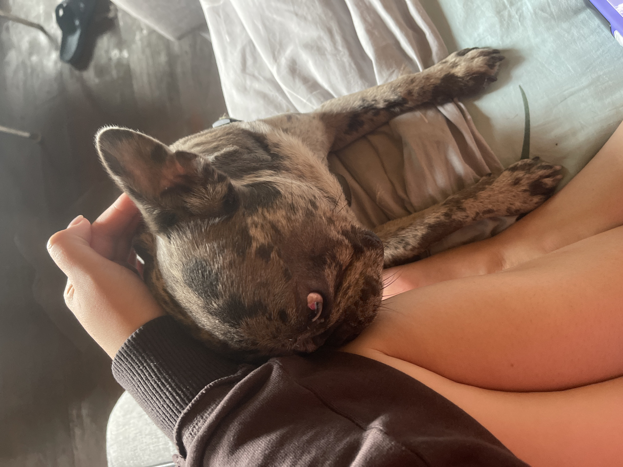 A person's arm, wearing a dark brown sweatshirt with ribbed cuffs, is petting a brindled French Bulldog. The dog is lying on a white sheet, its head resting against the person's arm and shoulder. The dog's fur is a mix of brown, black, and tan patches. Its eye is visible, with a pinkish hue. The person's leg, covered by a light-colored fabric, is visible in the lower left of the frame. The background is blurred, showing a patterned floor and a dark shoe in the distance. This scene is likely taking place indoors, possibly on a bed or sofa. The location in the city of Красное, Russia, is not determinable from the image.