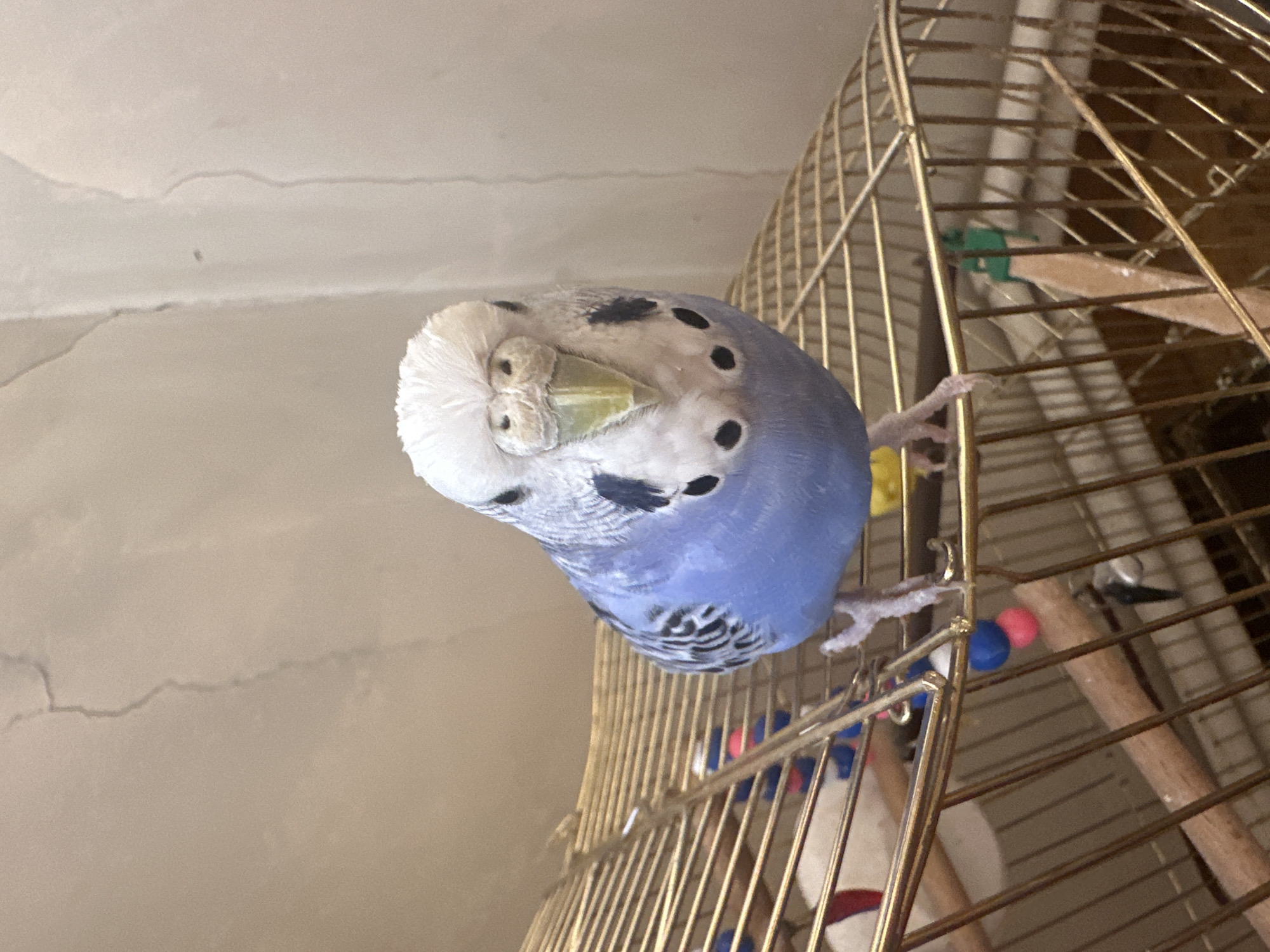 A budgie is perched on the edge of a golden birdcage, looking directly at the camera. The bird has blue and white feathers, with black spots on its neck and wings. Its beak is light green, and its eyes are dark. The cage has several perches and toys, including colorful beads and a wooden block. The background is a plain, light-colored wall with some visible water stains or cracks. The lighting appears to be artificial and somewhat dim. There are no people or other animals visible in the image. The location is not specified.