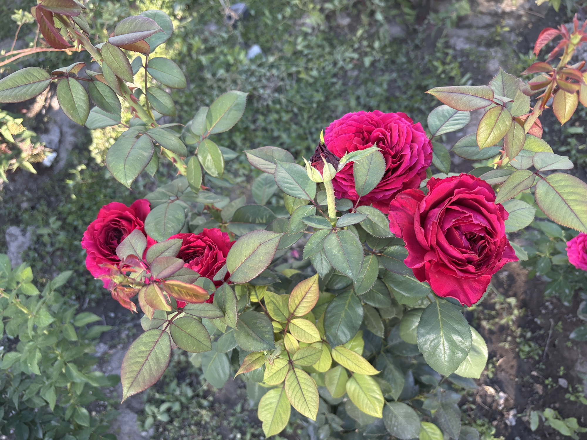 A close-up, high-angle shot captures a vibrant rose bush in bloom, its deep crimson flowers dominating the frame. The roses, some fully opened and others in bud, are clustered on stems covered in thorny branches and lush green leaves, some of which show hints of reddish-brown. The background is a blur of green foliage and earth, suggesting an outdoor garden setting. The lighting indicates it is daytime, with sunlight filtering through the leaves, creating soft highlights and shadows. The specific location of this rose bush within the city of Taraz, Kazakhstan, is not discernible from the image.