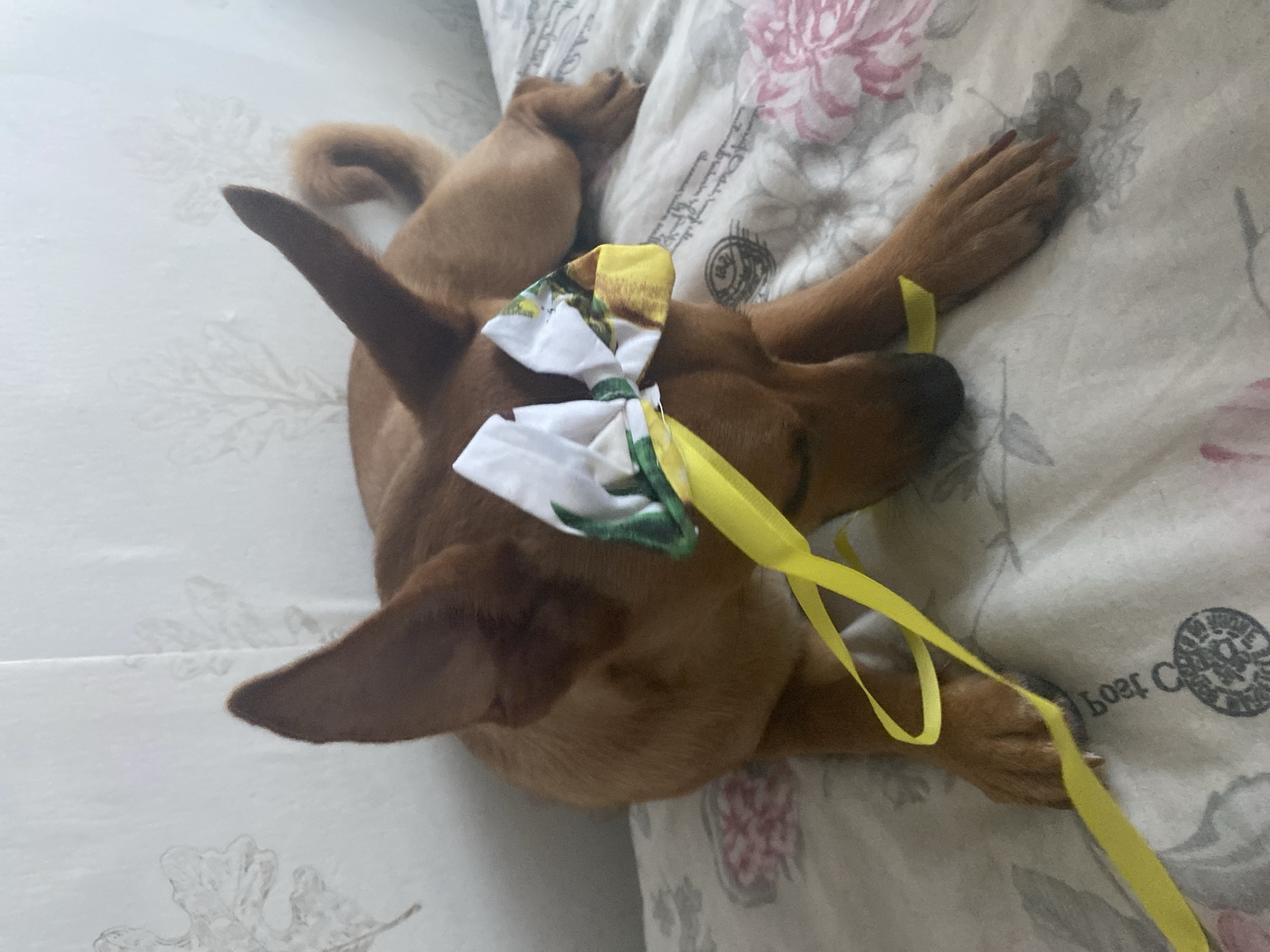 A medium-sized, short-haired, reddish-brown dog is lying on a floral-patterned bed with its head facing downwards. A white bow with a floral pattern and yellow ribbon accents is tied around its neck, with the yellow ribbons trailing onto the bed. The dog's ears are perked upwards, and its eyes are not visible. The background consists of a white wall with a subtle floral pattern. The scene appears to be indoors, likely in a bedroom. There is no discernible information about the location in Blagoevgrad, Bulgaria within the image itself.