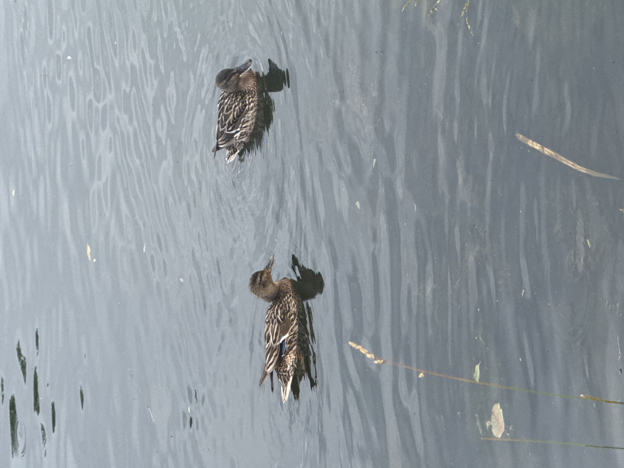 Two mallard ducks are swimming on a body of water. The ducks are facing away from the camera, and they appear to be moving in the same direction. The water is a dark gray color, and there are ripples on the surface. There are some pieces of straw floating on the water, and some small green plants can be seen on the edge of the water in the bottom left corner. The scene appears to be outdoors during the daytime. The lighting suggests it is a sunny day, but the presence of shade from the ducks suggests there may be some overcast conditions or the sun is not directly overhead. The image does not contain any people, text, or obvious signs of a specific event. The setting is a natural environment with a body of water.