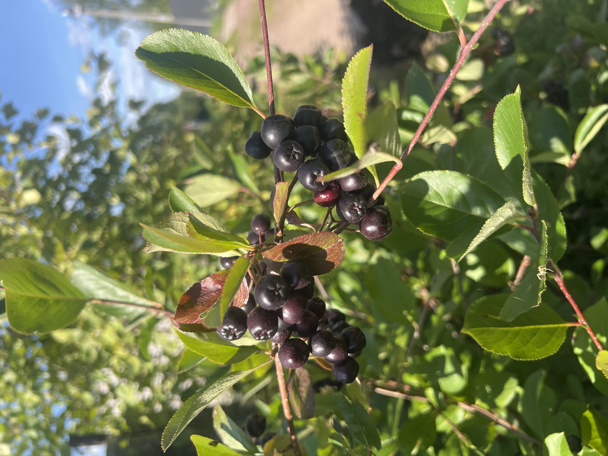 The image shows a close-up of a branch with dark purple chokeberries (Aronia melanocarpa) and green leaves. The berries are clustered together, with some showing a reddish hue, suggesting they are ripe. The leaves are ovate with serrated edges and are a vibrant green, with some showing a reddish tint, possibly due to the sunlight or season. The background is out of focus, with a dappled effect of green foliage and blue sky, indicating an outdoor setting in daylight. A dirt path and some distant structures are faintly visible in the background, suggesting a rural or suburban environment. The image composition focuses on the berries and foliage, highlighting their natural textures and colors. No people or animals are clearly visible, though a tiny spider is present on a leaf in the lower right portion of the image. The scene appears to be set in a garden or natural area within or near Роса Снт, Russia, given the context.