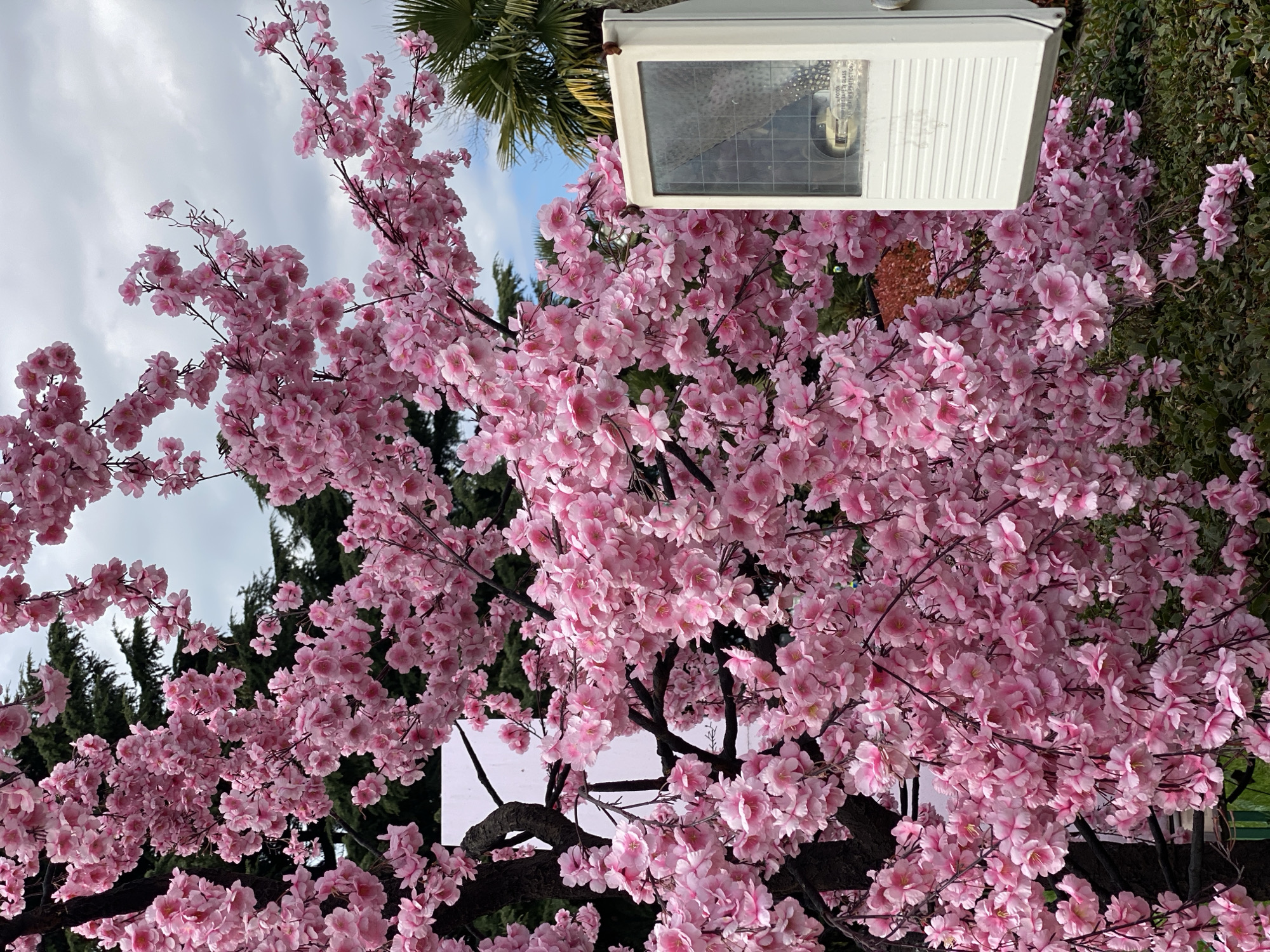A lush, flowering tree with pink blossoms dominates the frame. The tree's branches are visible against a backdrop of green foliage and a partly cloudy sky. A white, rectangular floodlight fixture is positioned amidst the branches. The image appears to be rotated counter-clockwise. There is no indication of the location being Sochi, Russia. There are no people depicted in the image.