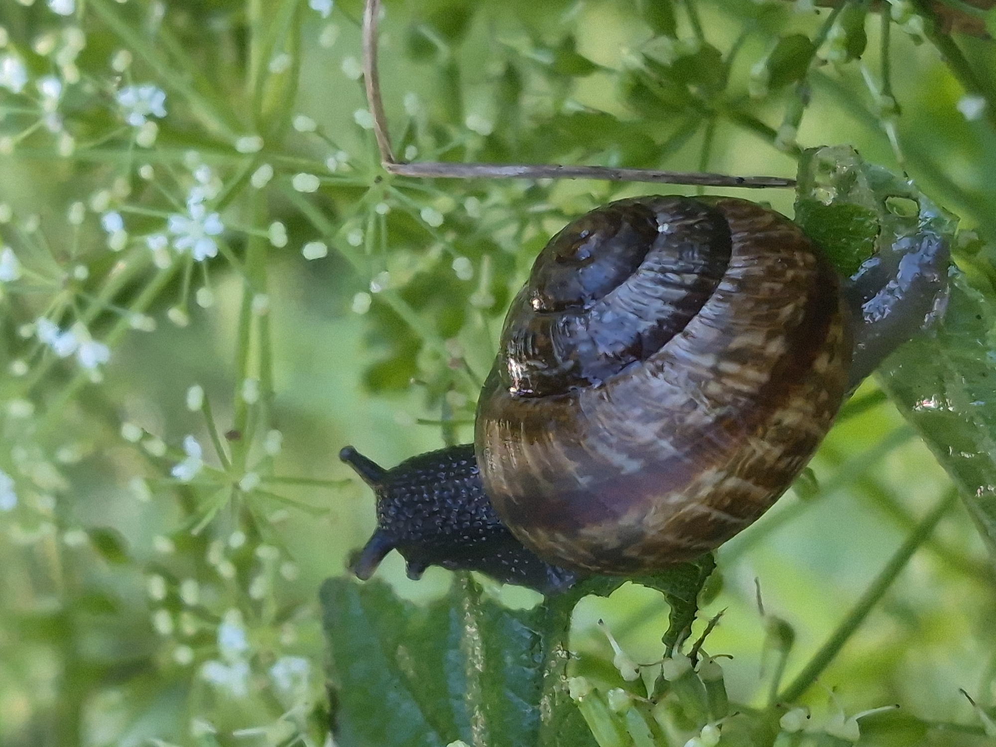 A close-up, macro photograph captures a dark-shelled snail positioned on vibrant green foliage and delicate white flowers. The snail's shell, a spiral of deep brown and subtle reddish-brown hues, dominates the foreground. Its head, a dark, textured mass, extends from the shell, featuring two prominent antennae pointing upwards. The snail appears to be on a leaf, with parts of its body visibly glistening, suggesting moisture. Surrounding the snail, the background is a soft blur of green leaves and clusters of tiny white flowers, indicative of a garden or natural outdoor setting. There is no indication of any urban environment, including the city of Sooblase, Estonia.