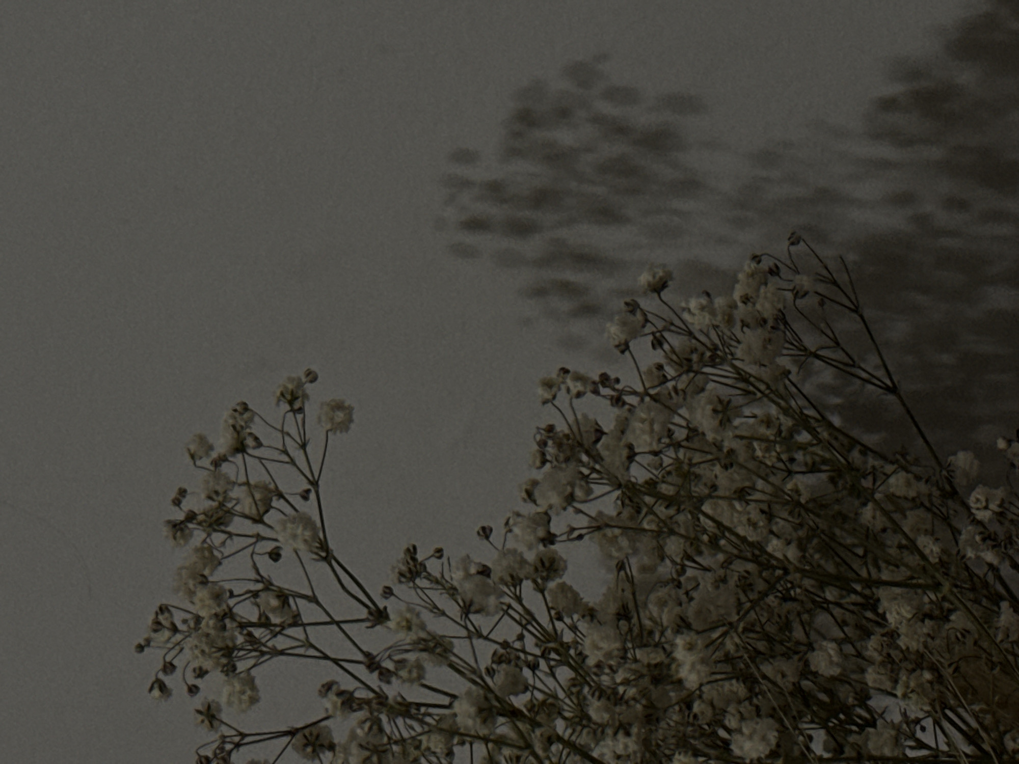 The image depicts a close-up view of dried baby's breath flowers against a textured, muted grey background. The flowers are predominantly white and off-white, with delicate branches and small, clustered blooms. A soft shadow of the floral arrangement is cast on the wall to the right. The lighting is dim, creating a somber and subdued atmosphere. There are no people or identifiable landmarks present in the scene. The provided image context does not contain any information linking it to the city of Sinyavino, Russia.
