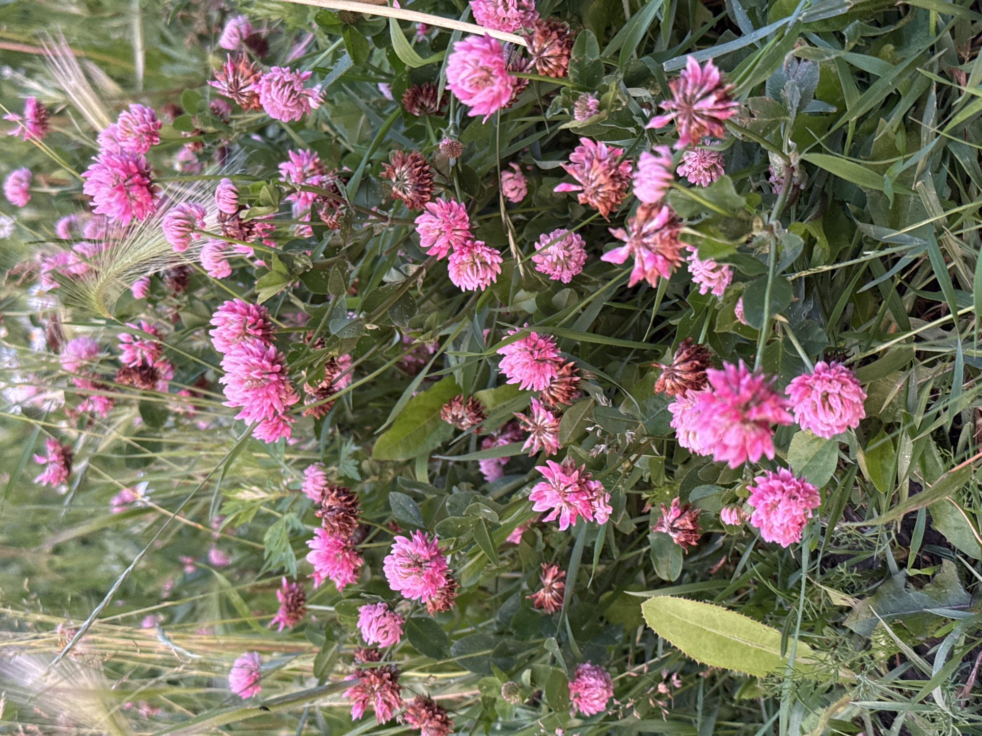 The image shows a close-up view of a patch of red clover flowers and green grass. The flowers are predominantly pink, with some appearing more faded and brown, suggesting they are past their peak bloom. They are clustered in round flower heads, characteristic of clover. The grass is long and appears wild, with some blades curving over the flowers. Several thin, feathery stalks of grass or seed heads are also visible, adding a soft, ethereal quality to the composition. The overall impression is one of a natural, outdoor setting, likely a meadow or field. The lighting suggests it could be daytime, possibly late afternoon or early evening due to the softness of the light and shadows. The location context is Izhevsk, Russia. There is no text visible in the image. The scene evokes a sense of natural beauty and tranquility.