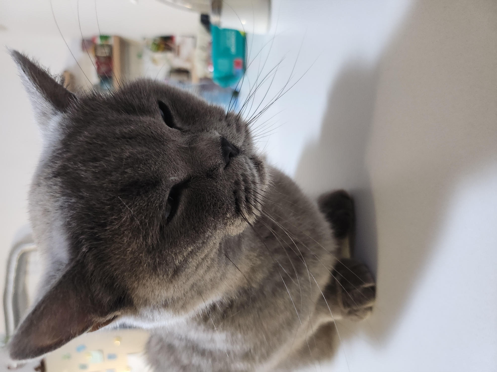A close-up, eye-level shot shows a grey cat with its eyes mostly closed, looking downwards. The cat is positioned on a white surface that appears to be a table, with a shadow cast on the surface. In the background, there are shelves with various items, including what looks like a green bin and bottles. The scene is indoors, likely in a home or kitchen environment, and there is no indication of the city of Tsarevo, Bulgaria.