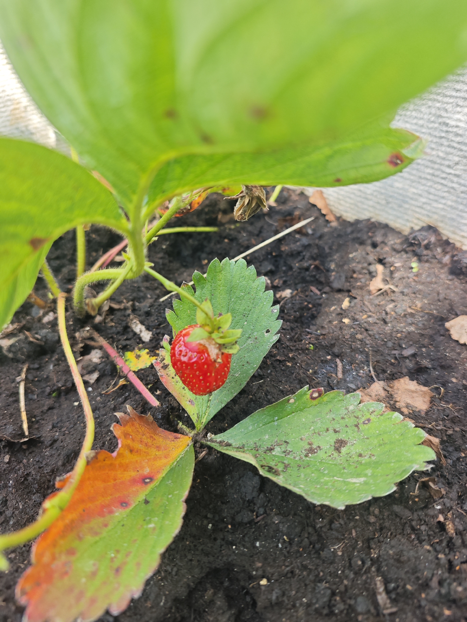 A single, small, red strawberry is growing on a strawberry plant. The plant has green leaves, some of which are tinged with orange and brown. The strawberry plant is rooted in dark soil, and the background shows a blurred, light-colored surface, possibly a wall or enclosure. There are no people or animals present in the image. The scene appears to be outdoors, in what could be a garden or allotment in the village of Khlevino, Russia.