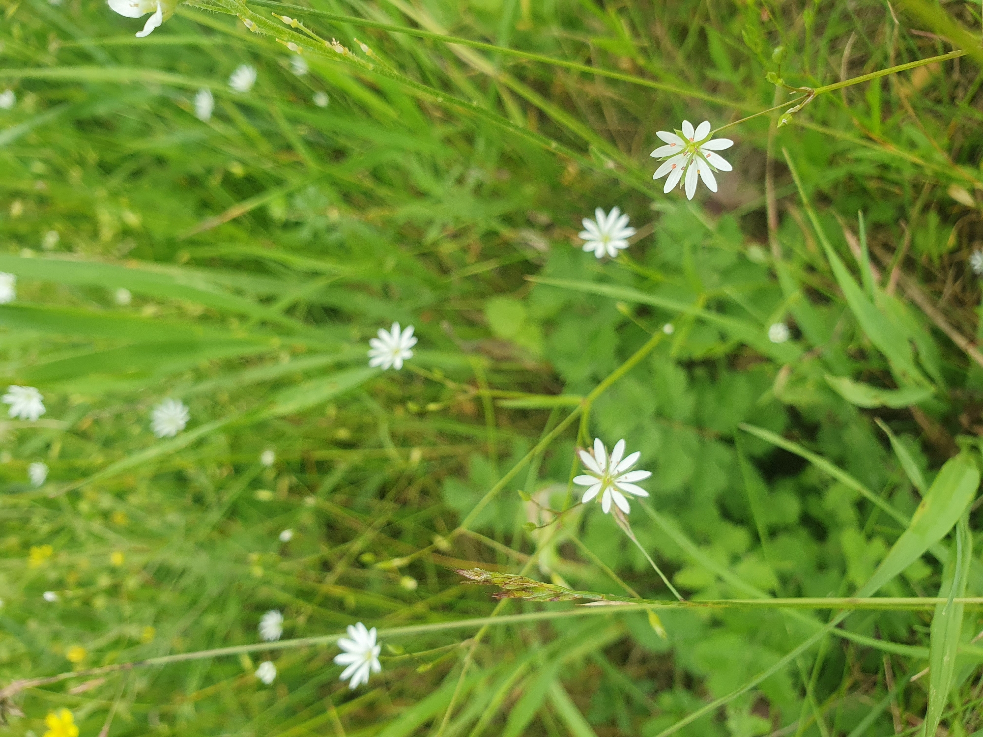 The image depicts a close-up, eye-level view of a patch of green grass and small white wildflowers. The flowers have delicate white petals, some with reddish-orange markings at their centers. Several of these flowers are visible, with some in sharper focus than others, indicating a shallow depth of field. The background is a blur of more green foliage and hints of yellow from other indistinct plants. A single stalk of dry grass, with some seed heads, is positioned towards the left of the frame, slightly out of focus. The lighting suggests a daytime setting, with natural light illuminating the scene. The image was taken in Mukhametovo, Russia. There are no people or animals present in the image.