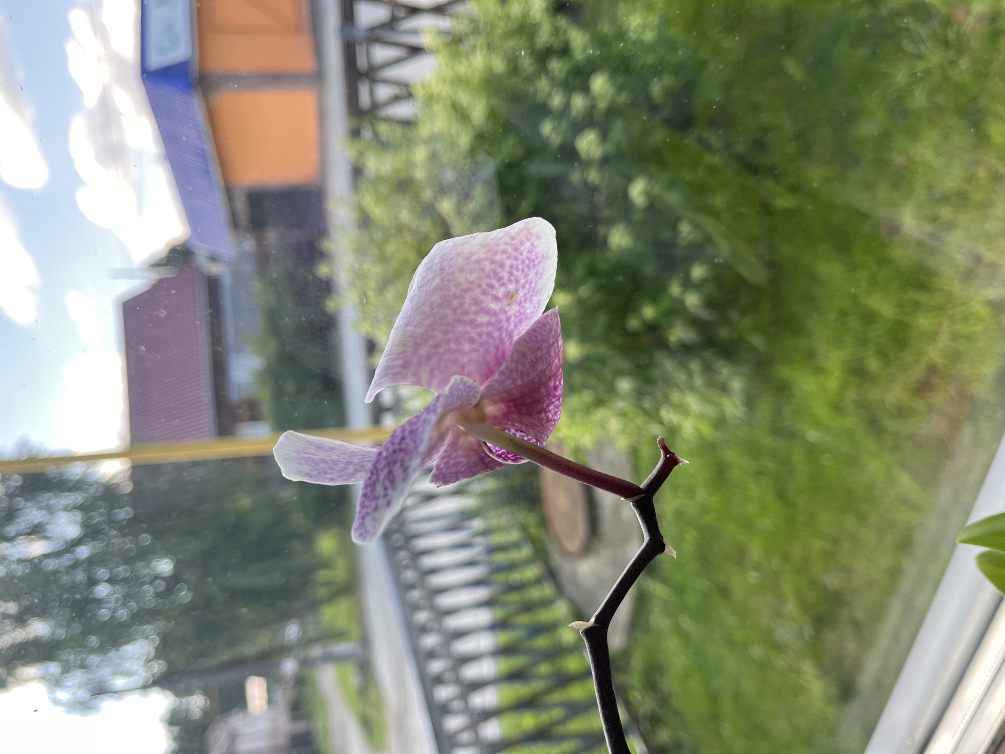 The image depicts an orchid bloom with pink and white speckles, positioned on a thin, dark stem. The orchid is in the foreground, seen from the side, with its petals slightly unfurled. Behind the orchid, a blurred background reveals a residential area. This includes a building with an orange and blue roof, another building with a red roof, a metal fence, and lush green foliage. The overall setting suggests it is daytime, with natural light filtering through what appears to be a window. The location is identified as Verkhnyaya Sysert, Russia, a detail that anchors the scene within its geographical context.