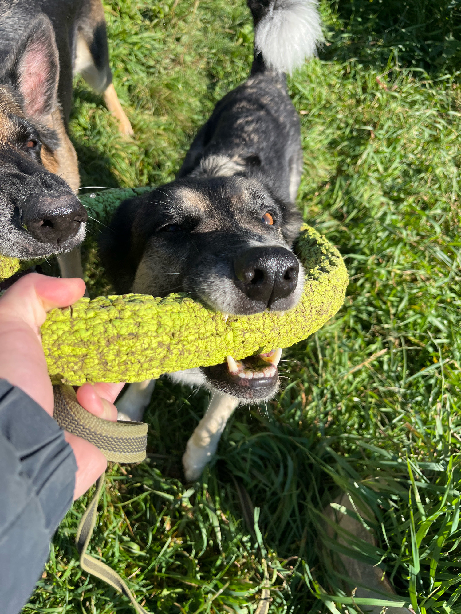 Two dogs are playing tug-of-war with a bright green toy in a grassy area. One dog, a black and grey mixed breed with alert brown eyes, is in the foreground, holding the toy in its mouth. Its teeth are visible as it grips the toy tightly. Partially visible behind it is another dog, appearing to be a German Shepherd, with its head turned towards the toy. A human hand is holding the other end of the toy, participating in the game. The environment is a sunlit, outdoor space with lush green grass. The image is taken from a high angle, looking down at the dogs and the toy. There is no indication of the location being in Nizhny Tagil, Russia.
