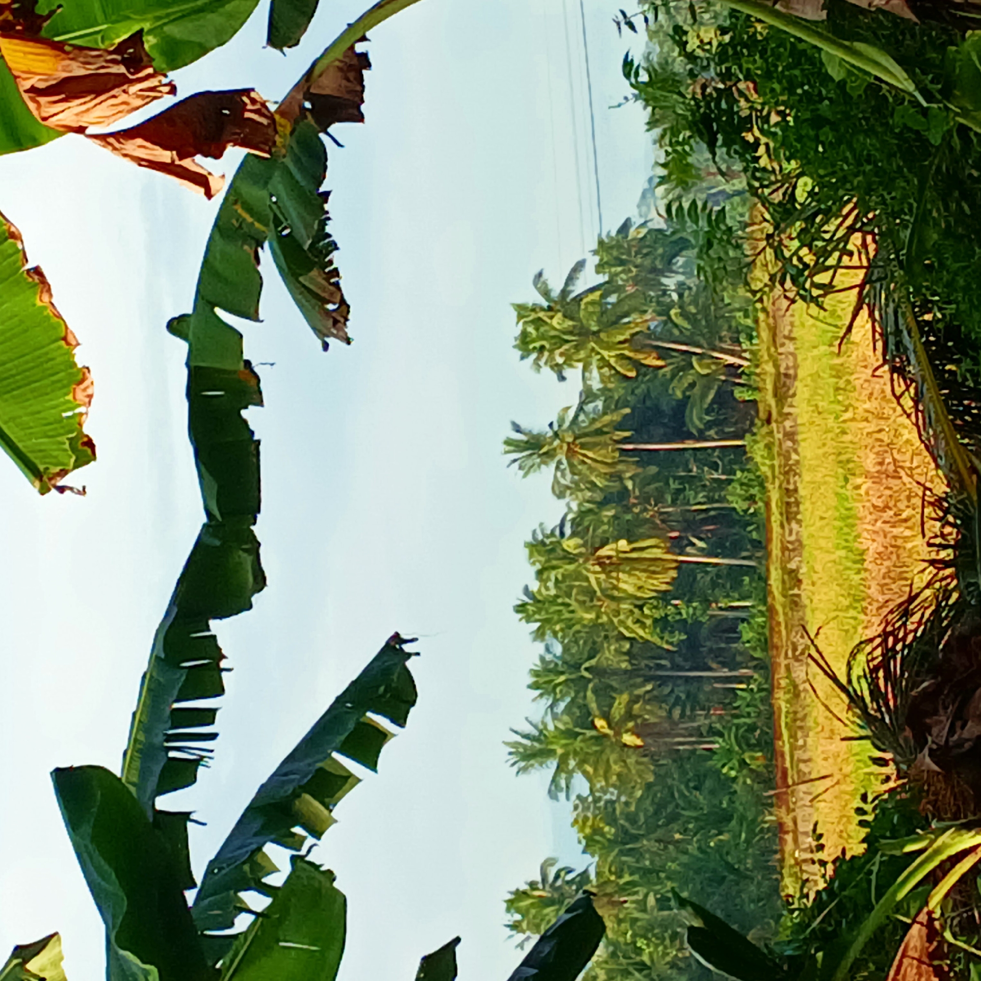 A natural landscape scene is depicted, framed by large, green and brown banana leaves in the foreground. The background features a field of yellow and green vegetation, possibly rice paddies, bordered by a dense forest of palm trees. The sky is overcast and light blue. The image appears to be taken from a low vantage point, looking up and across the field and trees. There are no people or animals visible in the scene. The overall impression is of a rural, tropical environment, potentially in Tanjongan, Indonesia, given the presence of palm trees and agricultural land.