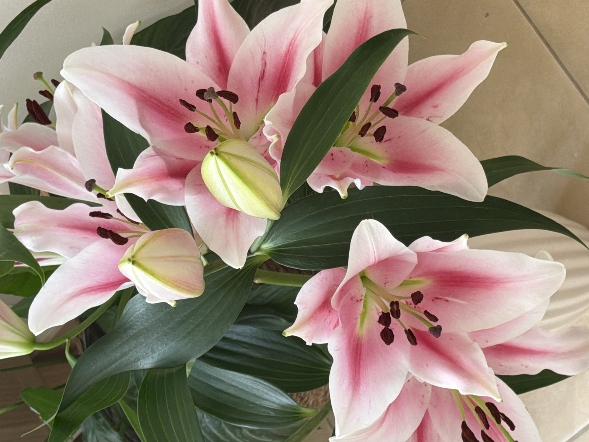 The image displays a close-up, top-down view of a vibrant bouquet of lilies. The dominant subjects are several large, open lily blossoms, characterized by their creamy white petals transitioning into striking pink or fuchsia stripes and centers. Each open flower showcases dark brown or black anthers atop slender green filaments. Interspersed among the open blooms are multiple unopened lily buds, which are light green and cream with faint pink coloration, hinting at future blossoms.
Rich, dark green leaves with visible vein patterns provide a lush and verdant backdrop for the lighter-colored flowers. The arrangement is dense and appears to be within a container, though the container itself is not clearly visible. The overall scene is a static display of floral beauty.
The background is a neutral, light beige or tan surface, possibly a tiled floor or wall, which provides a clean and uncluttered setting for the flowers. The lighting is bright and even, suggesting a daytime photograph that softly illuminates the delicate textures of the petals.
There are no people or discernible activities taking place. No text is visible within the image. While the image content does not provide specific geographical cues, the context provided indicates the location is Budva, Montenegro. The overall impression is one of natural elegance and tranquility.