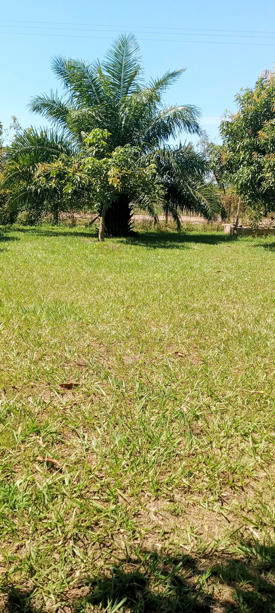 A daytime, vertical shot captures a grassy area with a palm tree and other greenery in the background. The foreground is dominated by a patch of unevenly mown grass, with some dry leaves scattered on the ground. In the mid-ground, a palm tree stands centrally, its large fronds creating a canopy. Behind the palm tree, a line of dense green foliage is visible, likely other trees and bushes. To the right of the palm tree, another tree with lighter green leaves is present. The sky above is clear and blue. The scene appears to be an outdoor space in the city of Arapai, Uganda.