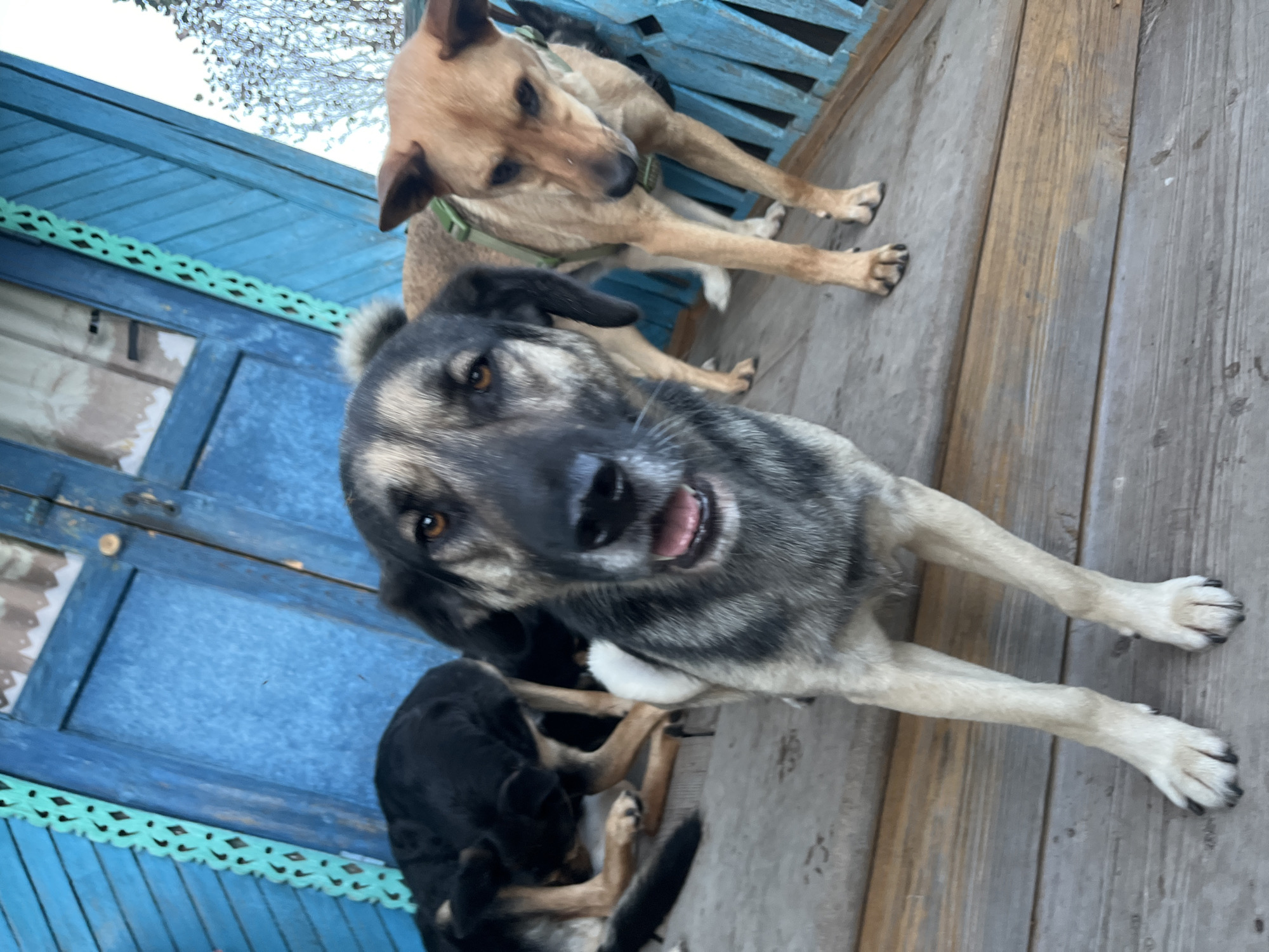 Three dogs are on a wooden porch in front of a blue door with decorative green trim. The dog in the foreground is a medium-large breed with gray and black fur, looking directly at the camera with its mouth slightly open. To the right, a tan dog wearing a green harness is looking down. Behind them, a black dog is lying down, facing away from the camera. The porch is made of weathered wooden planks. The background shows a blue door with vertical planks and some white curtains visible through a window. The overall scene suggests an outdoor setting, possibly a residential property. There is no identifiable information within the image that places it specifically in Nizhny Tagil, Russia.
