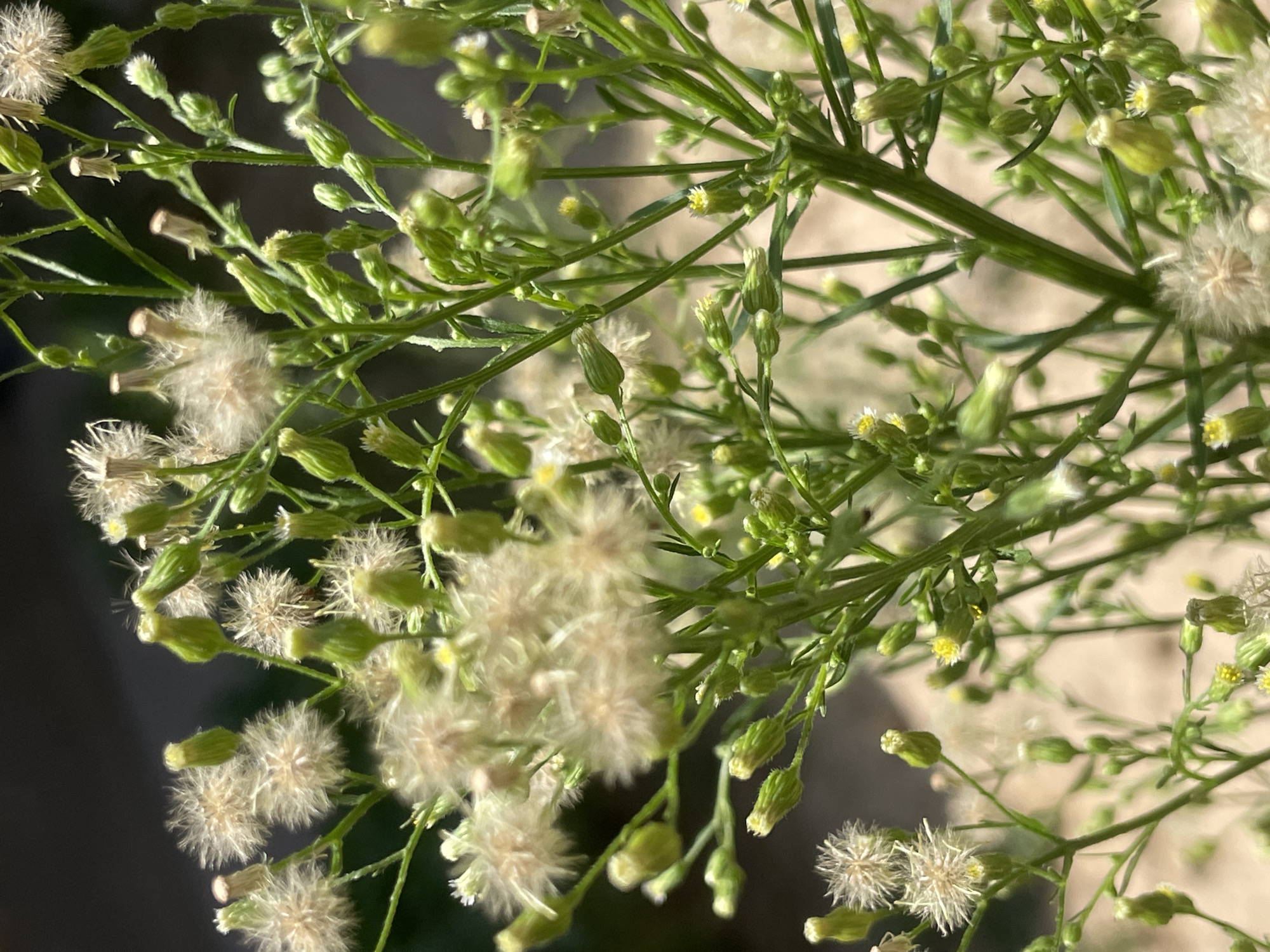 The image shows a close-up of a flowering plant with numerous small white, fluffy seed heads and green buds. The stems are thin and green, with delicate leaves. Some of the flowers have visible yellow centers. The background is a blur of dark green and light brown, suggesting an outdoor environment with some foliage and possibly soil. There are no people or man-made objects clearly identifiable in the image. The scene is likely in a garden or natural setting. The location in Tashkent, Uzbekistan, is not discernible from the visual information provided in the image.