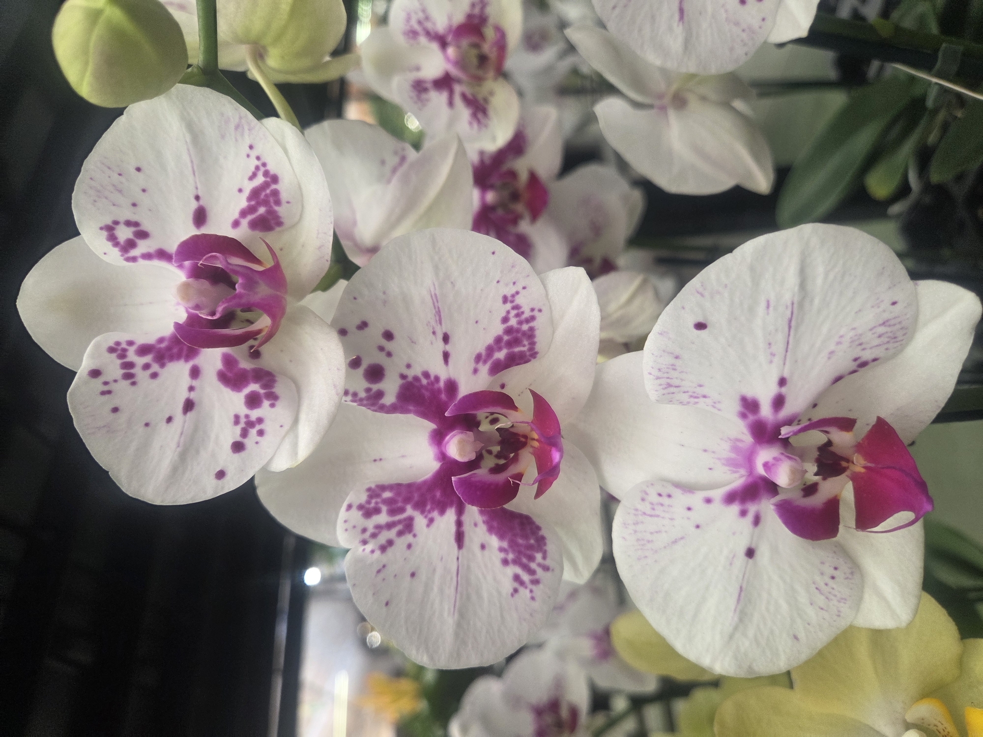 This is a close-up photograph of white phalaenopsis orchids with purple spots. The orchids are in bloom and are arranged in a cluster. The background is dark and out of focus, with some blurry lights visible. There is a single green orchid bud on the right side of the frame. The image is taken from a slightly low angle, looking up at the flowers. There is no indication of Verona, Italy within the image.