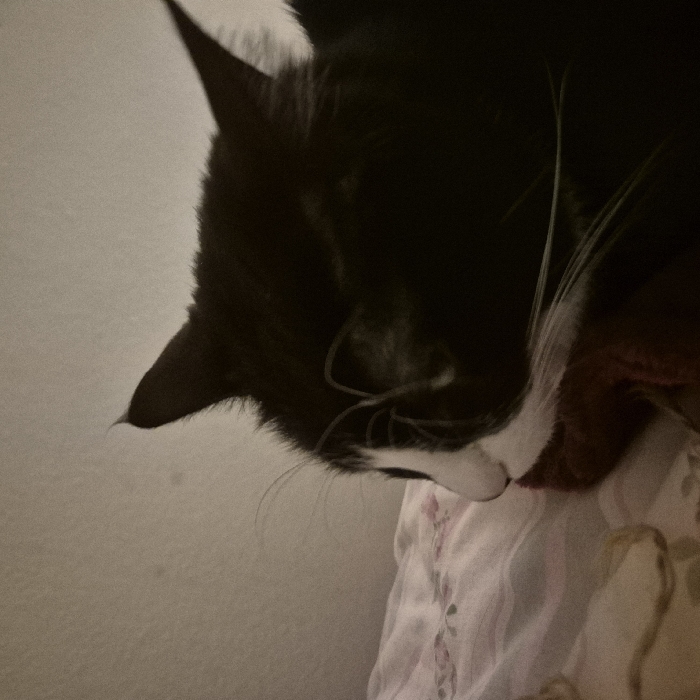 A black and white cat rests on floral bedding. The cat is mostly black with white markings around its nose and whiskers. Its eyes are closed, suggesting it's sleeping. The image is close-up, focusing on the cat's face and the soft bedding beneath it. The background is a light, solid color, providing contrast to the dark fur of the cat.