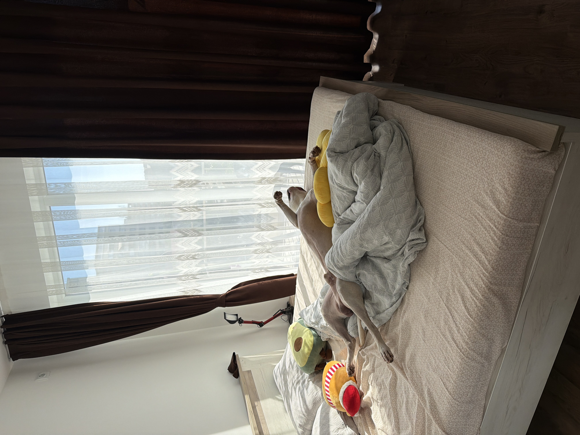 The image depicts a bedroom with a bed in the center, partially covered by a light gray blanket. A dog is lying on its back on the bed, with its legs in the air. The dog appears to be a pit bull or a similar breed. To the left of the dog are two plush toys: one shaped like an avocado and another resembling a hot dog in a bun with a Santa hat. A floor lamp with a red arm is visible behind the pillows on the bed. The bed is situated next to a window covered by sheer white curtains and dark brown drapes. Sunlight streams through the window, casting shadows across the room. The floor is made of dark wood. Based on the details visible, such as the style of the window and the construction of the building outside, this scene is likely located in a modern apartment building in the city of Plovdiv, Bulgaria.