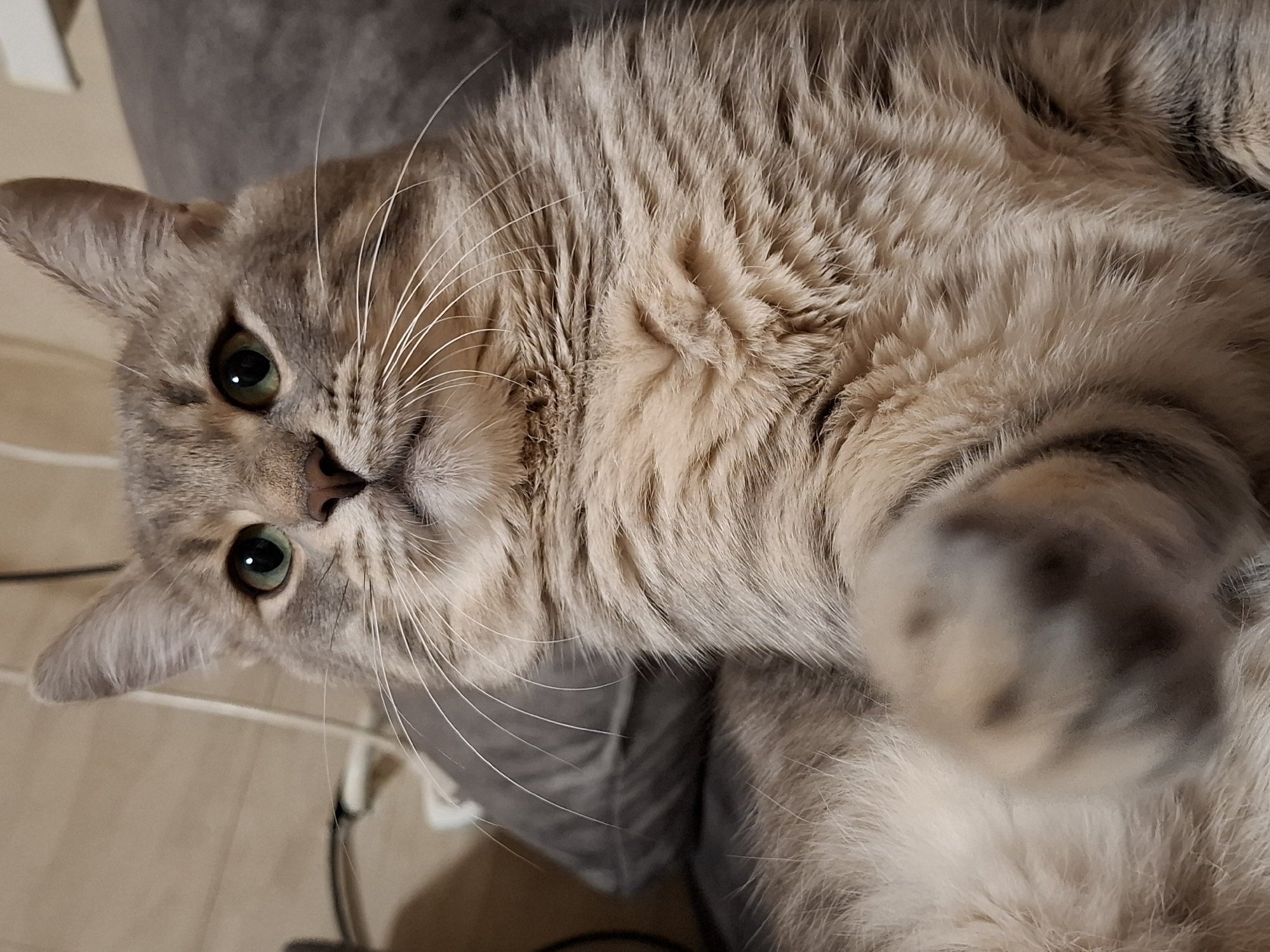 A close-up, slightly canted view features a silver tabby cat. The cat is positioned on what appears to be a grey fabric surface. Its green eyes are focused toward the viewer. The cat's right paw is partially visible in the lower right corner. The background shows a glimpse of a beige-tiled floor and a white electrical cord. There is no verifiable indication of this image being taken in Novi Sad, Serbia.