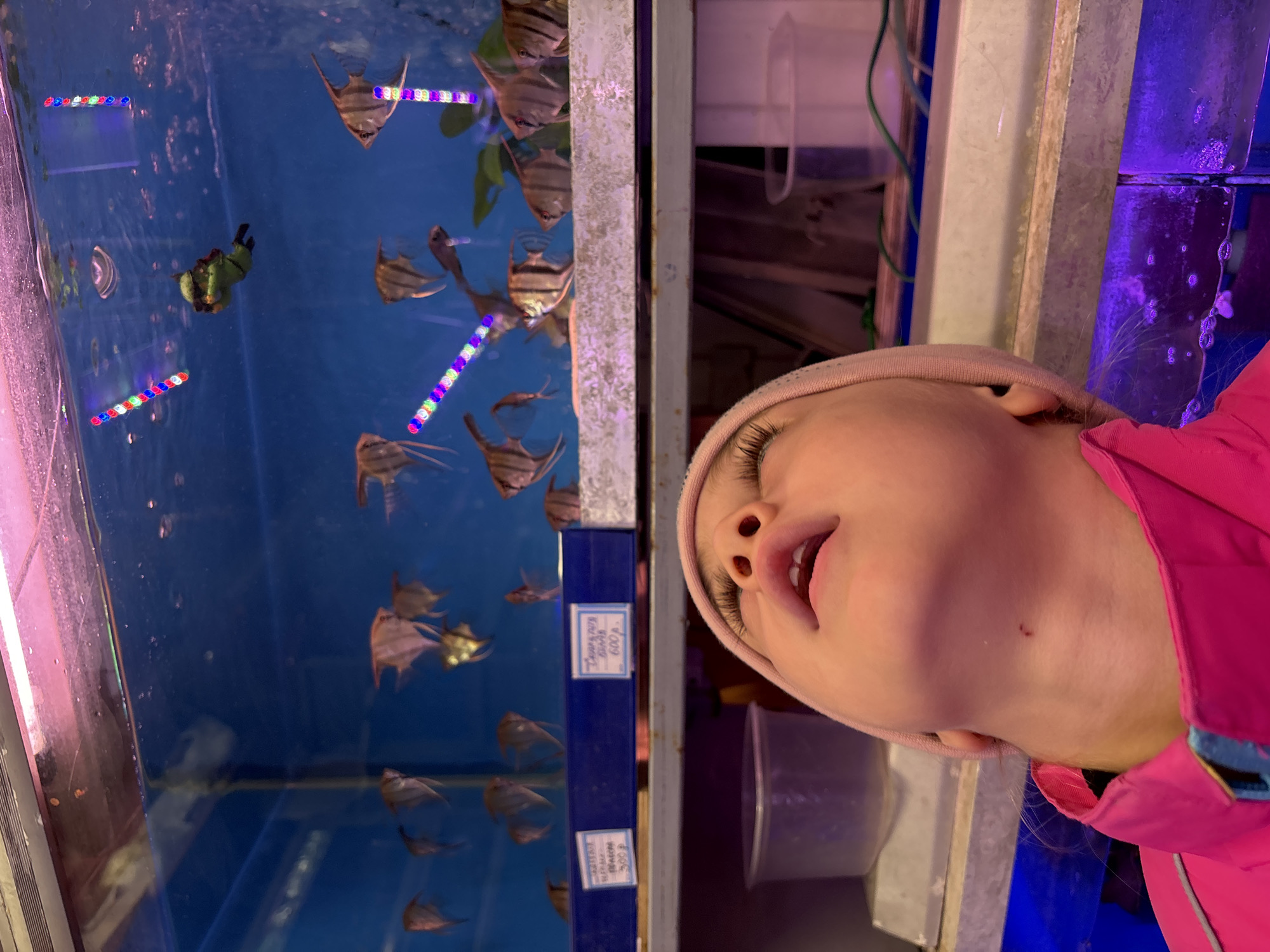 A photograph shows a child with light skin, wearing a pink hat and jacket, looking up at a fish tank. The fish tank contains angelfish. Price tags are visible below the tank. The location is identified as Saint Petersburg, Russia based on the text on the price tags. The child is looking at the fish in the tank with their mouth slightly open.