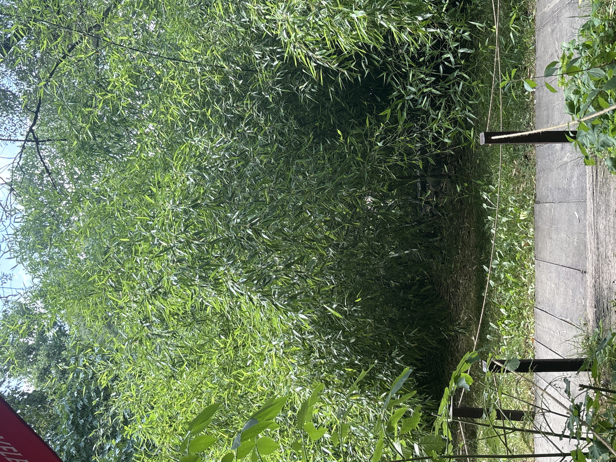 The image depicts a dense bamboo grove with a wooden walkway in the foreground. The walkway is made of weathered wooden planks laid horizontally. Two dark wooden posts, with a rope strung between them, act as a barrier. Beyond the walkway, lush green grass and various plants are visible. The bamboo forest is thick and tall, with sunlight filtering through the leaves, creating a dappled effect. In the upper left corner, a portion of a red structure, possibly a sign or awning, is visible, with text that is partially obscured. The sky above is a clear blue with some tree branches peeking through. The scene appears to be an outdoor natural environment, possibly a park or garden. The image does not contain any people or animals. The location is specified as Parvenets, Bulgaria.