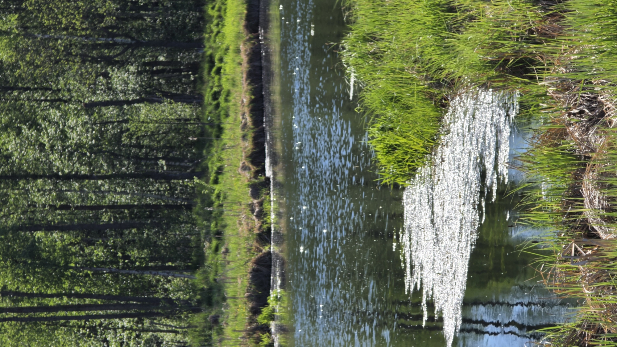 The image presents a tranquil scene of a canal, likely located in Gatchina, Russia, given the presence of natural landscapes common to the region. Dense trees line the left side of the canal, their reflection visible in the water. The right side is characterized by grassy banks interspersed with reeds. Streaks of light reflect on the water's surface, creating a shimmering effect. The presence of what appears to be algae or other vegetation forms a fringe along a section of the canal's edge, adding a textural contrast to the scene. There are no people, discernible objects or interactions evident in the visible portion of the image.