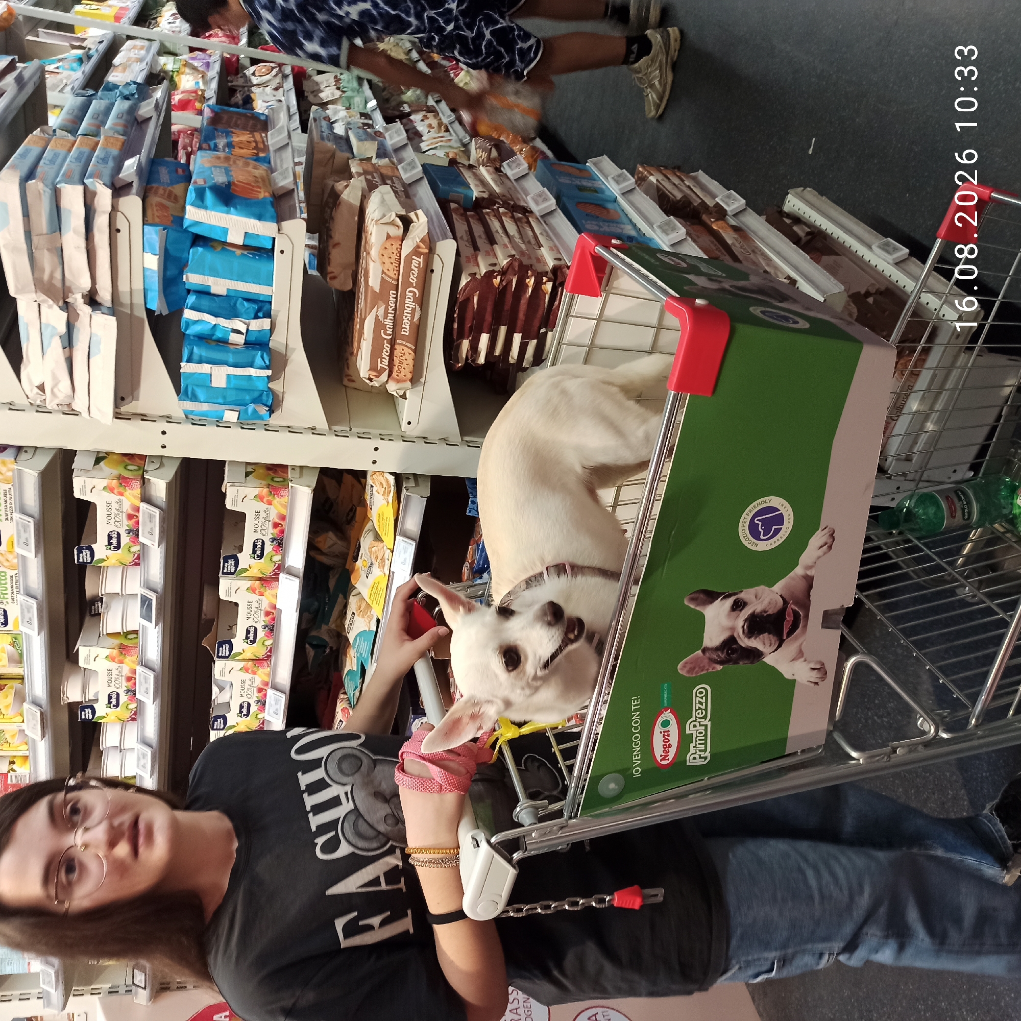 The image shows a young woman with glasses and long dark hair wearing a black t-shirt with the word "FASHION" and a bear graphic. She is standing in a supermarket aisle next to a shopping cart. In the shopping cart, a small white dog with its tongue slightly out is sitting. The cart has a green front panel with images of dogs and text that reads "IO VENGO CON TE!" and "NEGOZIO PET FRIENDLY CARELLO PER CANI". The background consists of supermarket shelves stocked with various food products, including packaged cookies, crackers, and other items. Another person, wearing a blue and white patterned shirt and dark shorts, is visible further down the aisle, reaching for a product on a shelf. The floor is dark. A timestamp "16.08.2026 10:33" is visible in the lower right corner. The location is identified as Terlizzi, Italy.