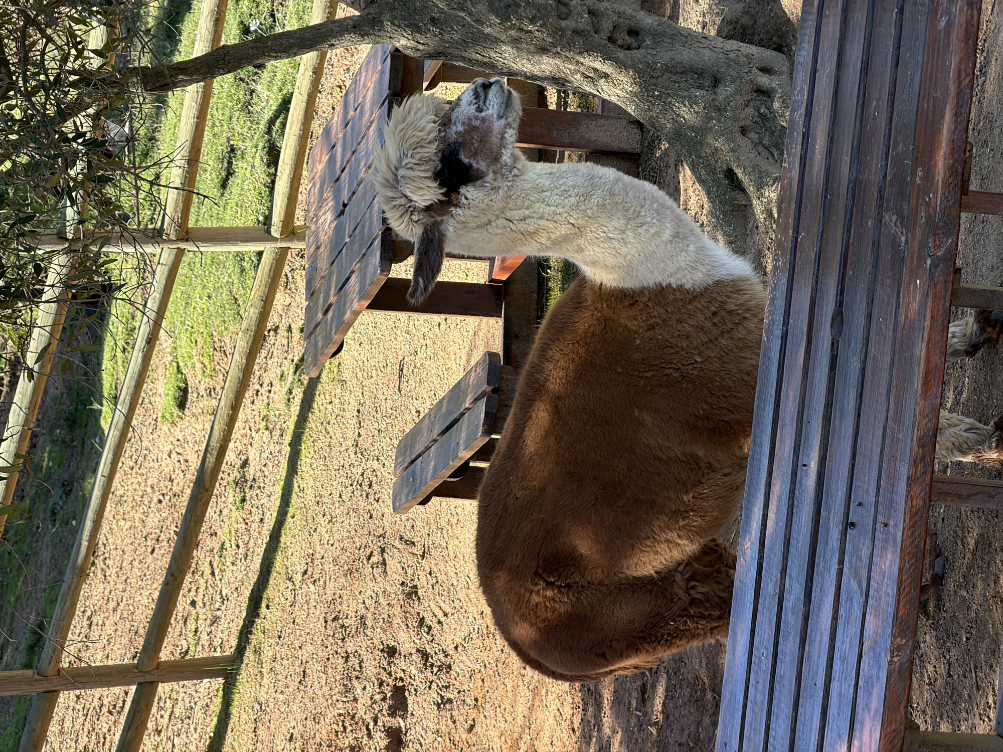 An alpaca stands next to a weathered wooden picnic table and bench in an outdoor enclosure in Drakenstein Nu, South Africa. The alpaca features a two-toned coat, with a fluffy, light cream-colored head and neck, and a dense, brown-colored body. It is looking upwards and slightly to its left, appearing calm and curious.
The setting is rustic, with dry, earthy ground and scattered patches of green grass in the background. A wooden fence made of sturdy posts runs along the perimeter of the enclosure. Large tree trunks with textured bark are visible, suggesting shade and natural surroundings. The scene is brightly lit by strong sunlight, indicating either late morning or early afternoon, with visible shadows cast by the fence posts and trees. There is no human activity or visible text.