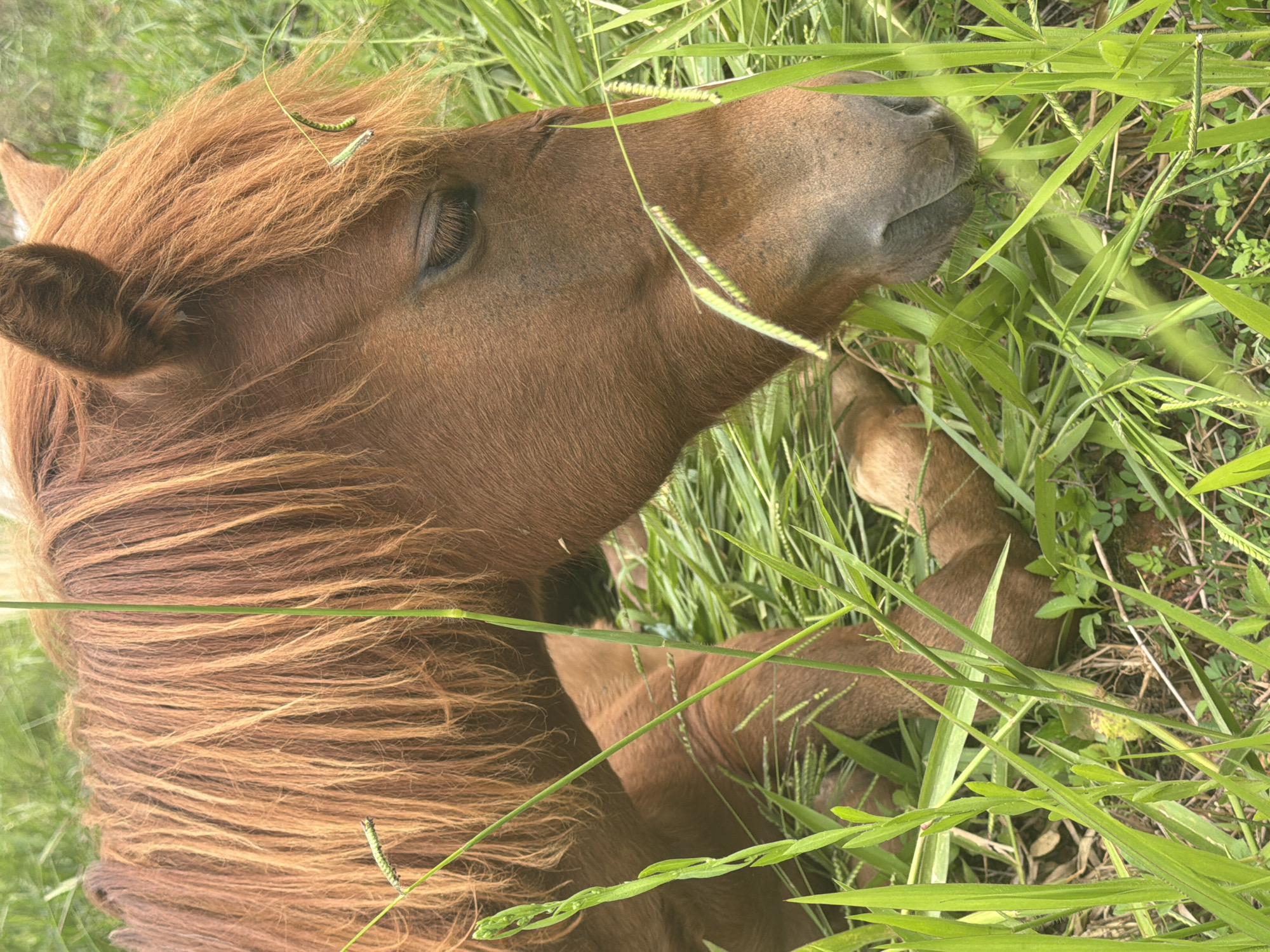 A brown horse with a reddish mane is lying down in a field of tall green grass and other vegetation. The horse is close to the ground, with its head lowered as if grazing. Blades of grass are in the foreground and partially obscure the horse's face and body. The background is blurred green foliage. The scene is set in Da Lat, Vietnam, a city known for its picturesque highlands and cooler climate, which supports such pastoral landscapes.